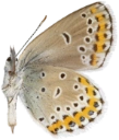 : Plebejus argyrognomon.