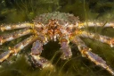 : Paralithodes camtschaticus.