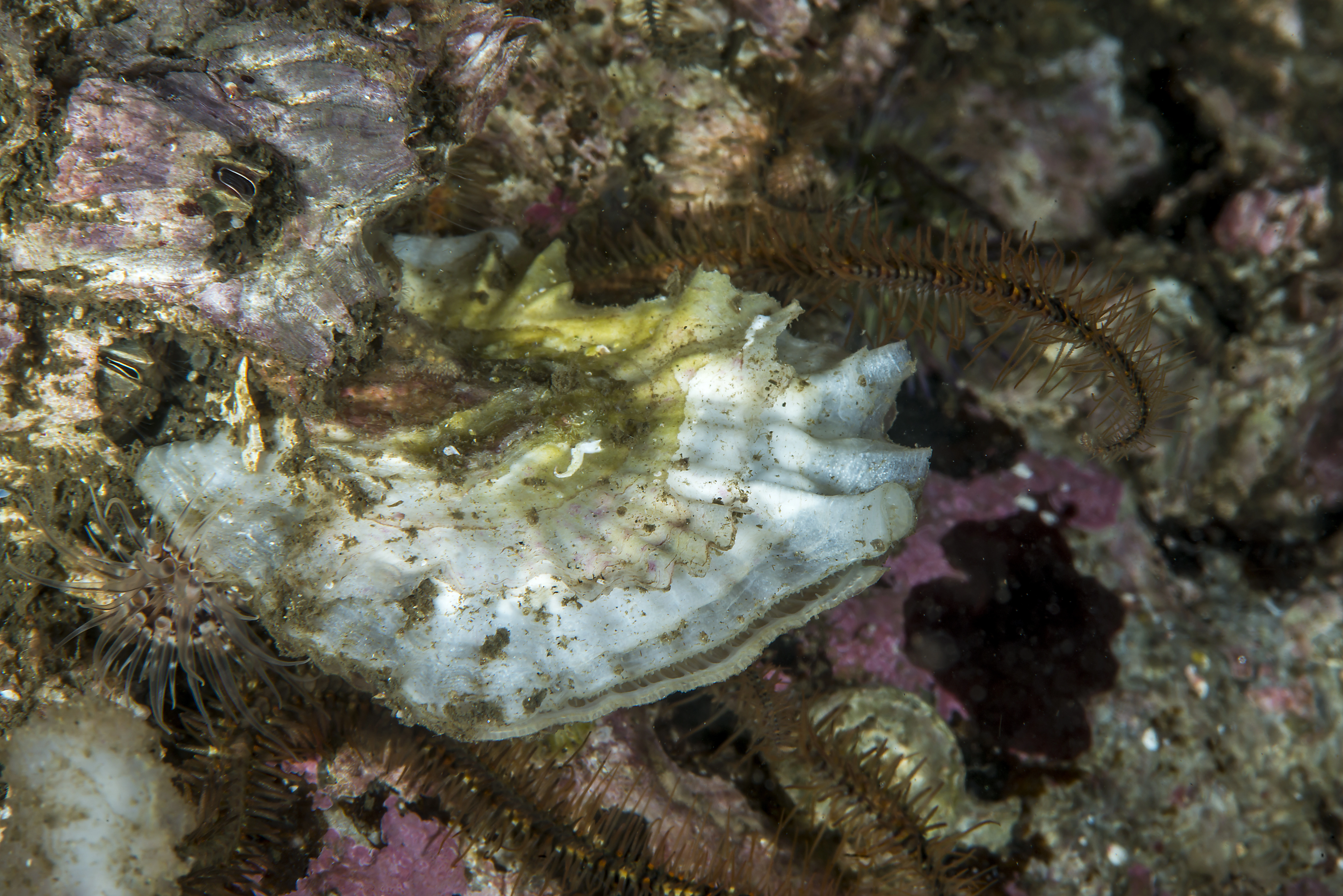 : Crassostrea gigas.