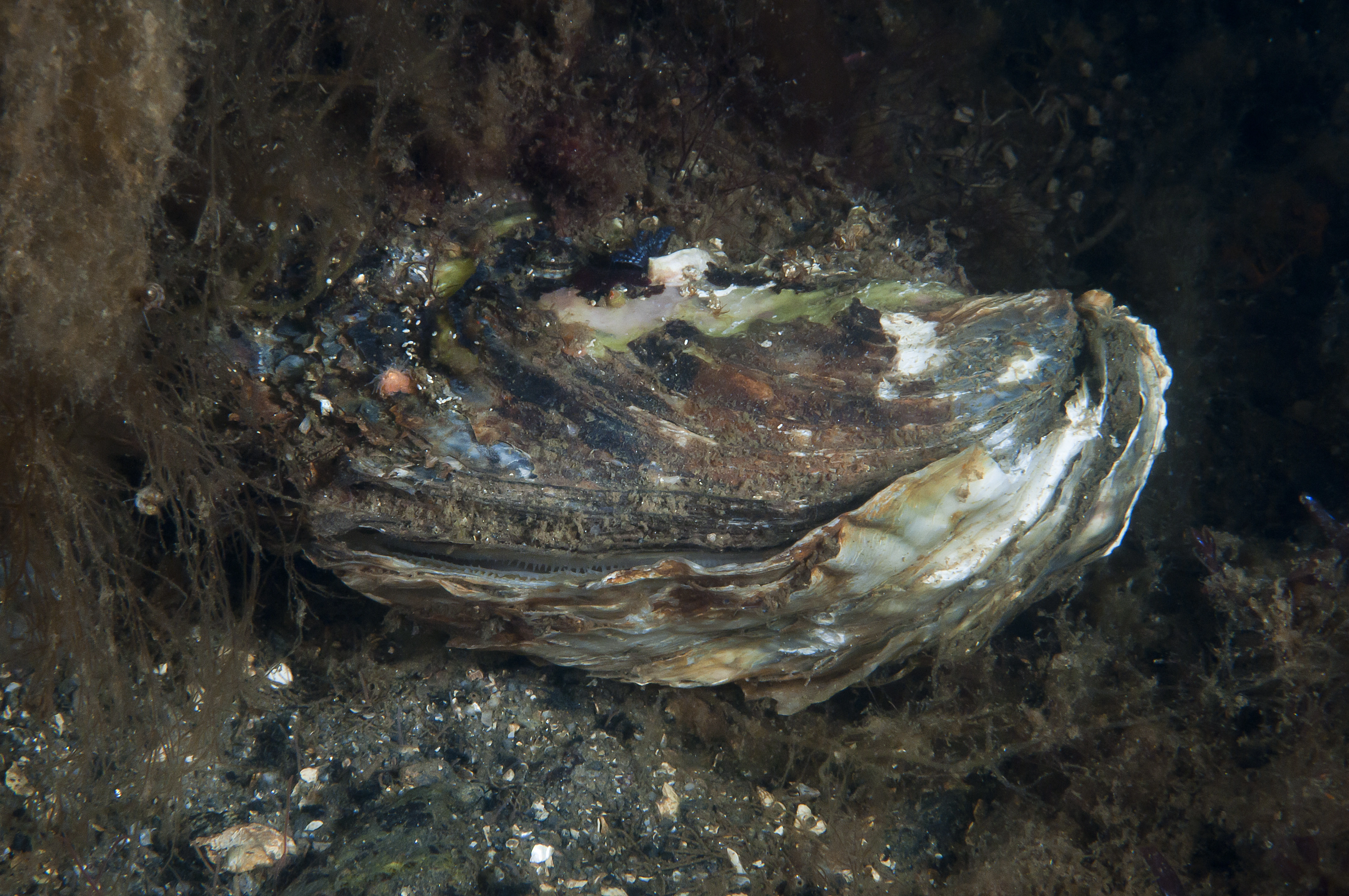 : Crassostrea gigas.