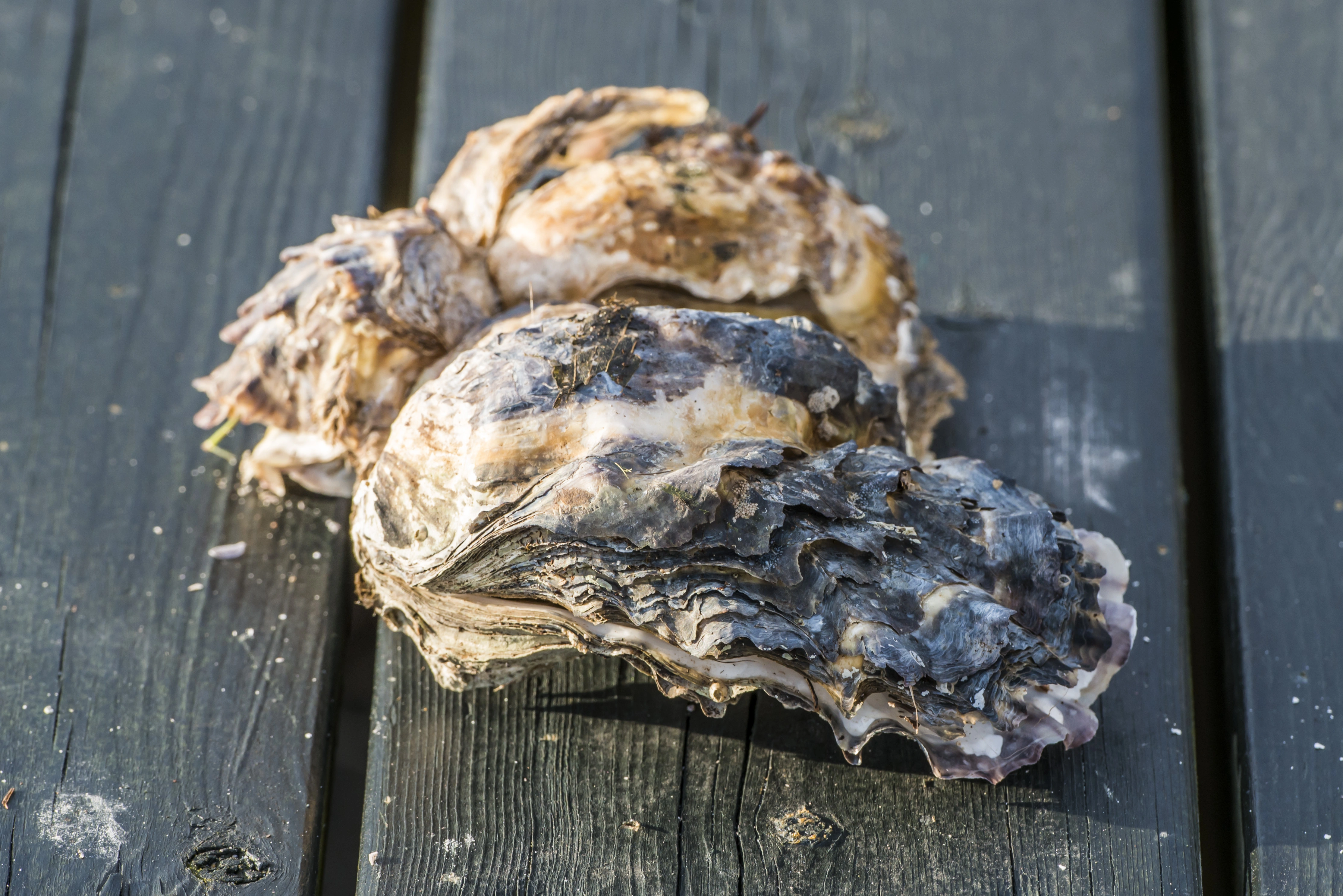 : Crassostrea gigas.