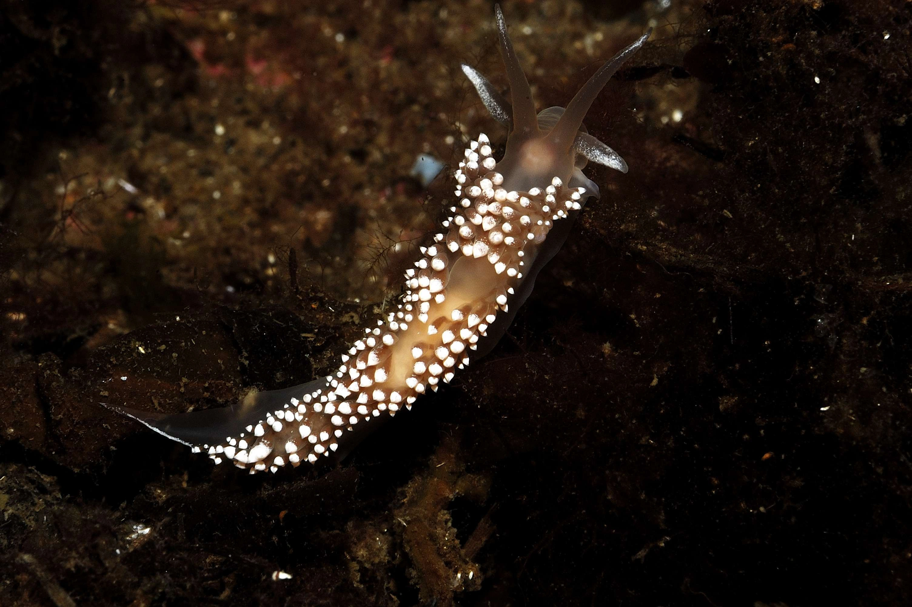 : Coryphella verrucosa.