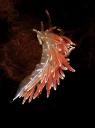 : Coryphella lineata.