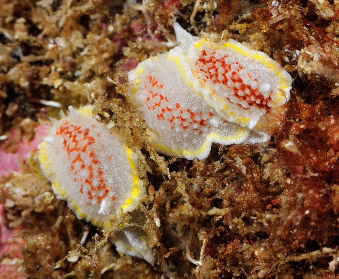 : Diaphorodoris luteocincta.