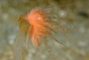 : Cumanotus beaumonti.