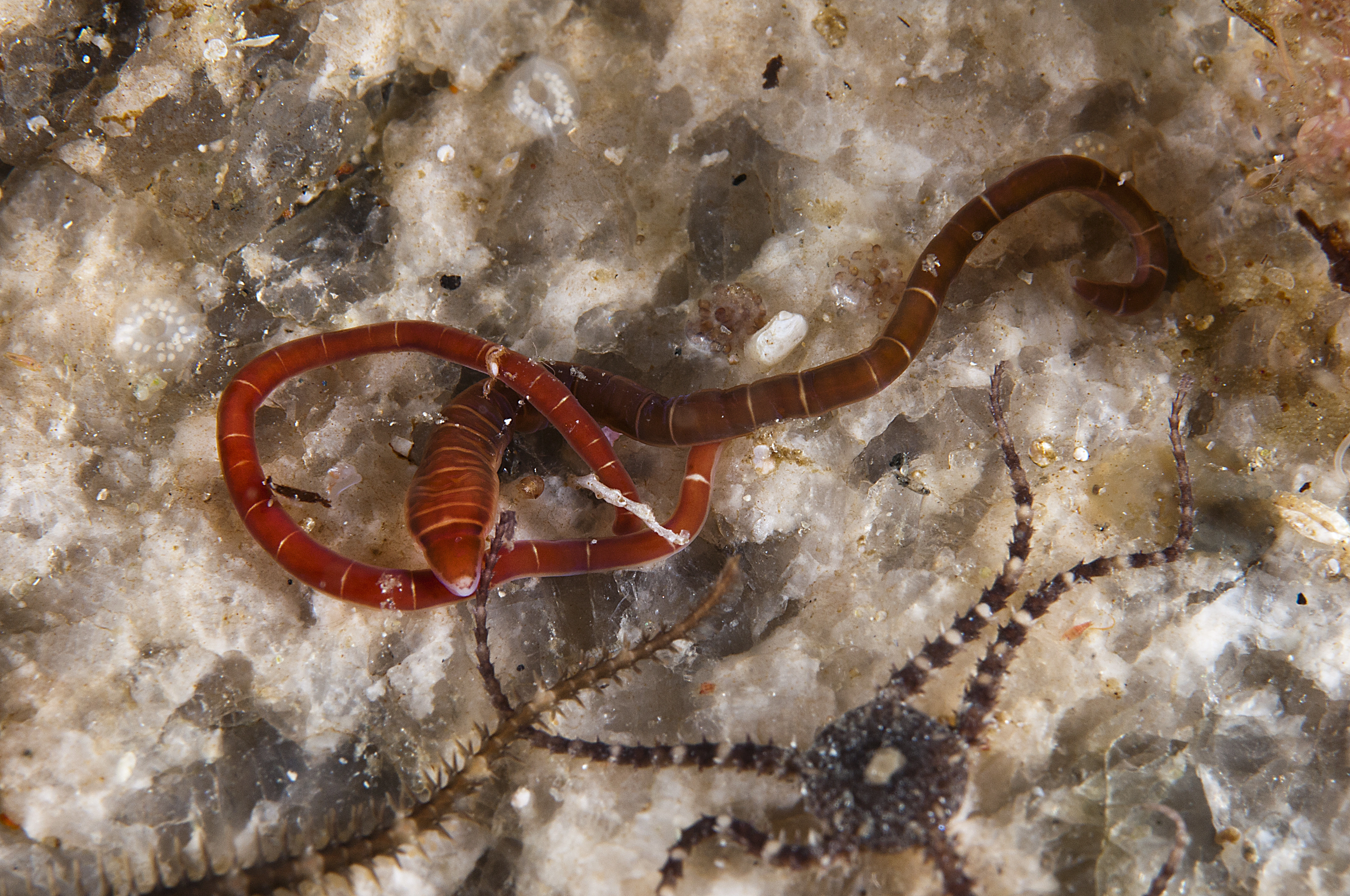 : Micrura fasciolata.