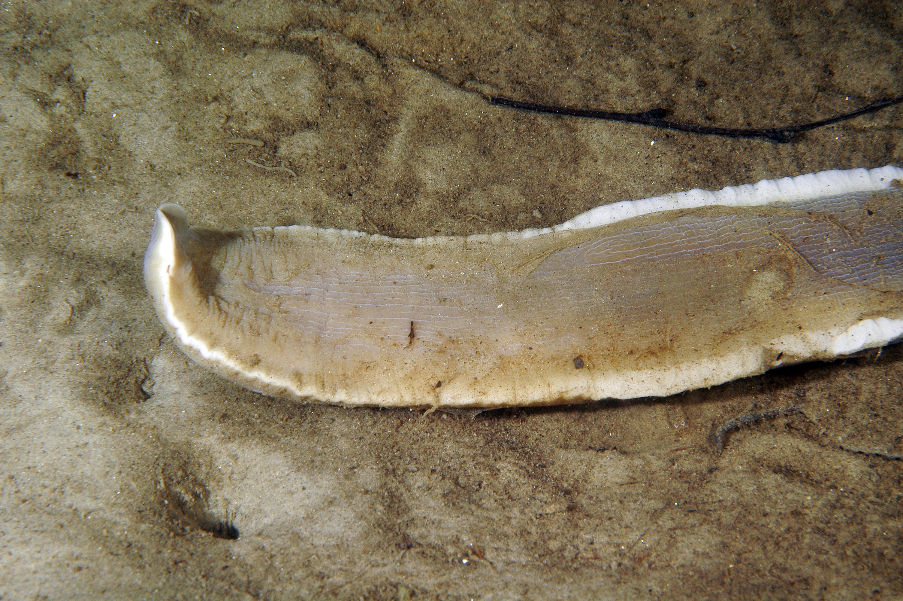 : Cerebratulus marginatus.