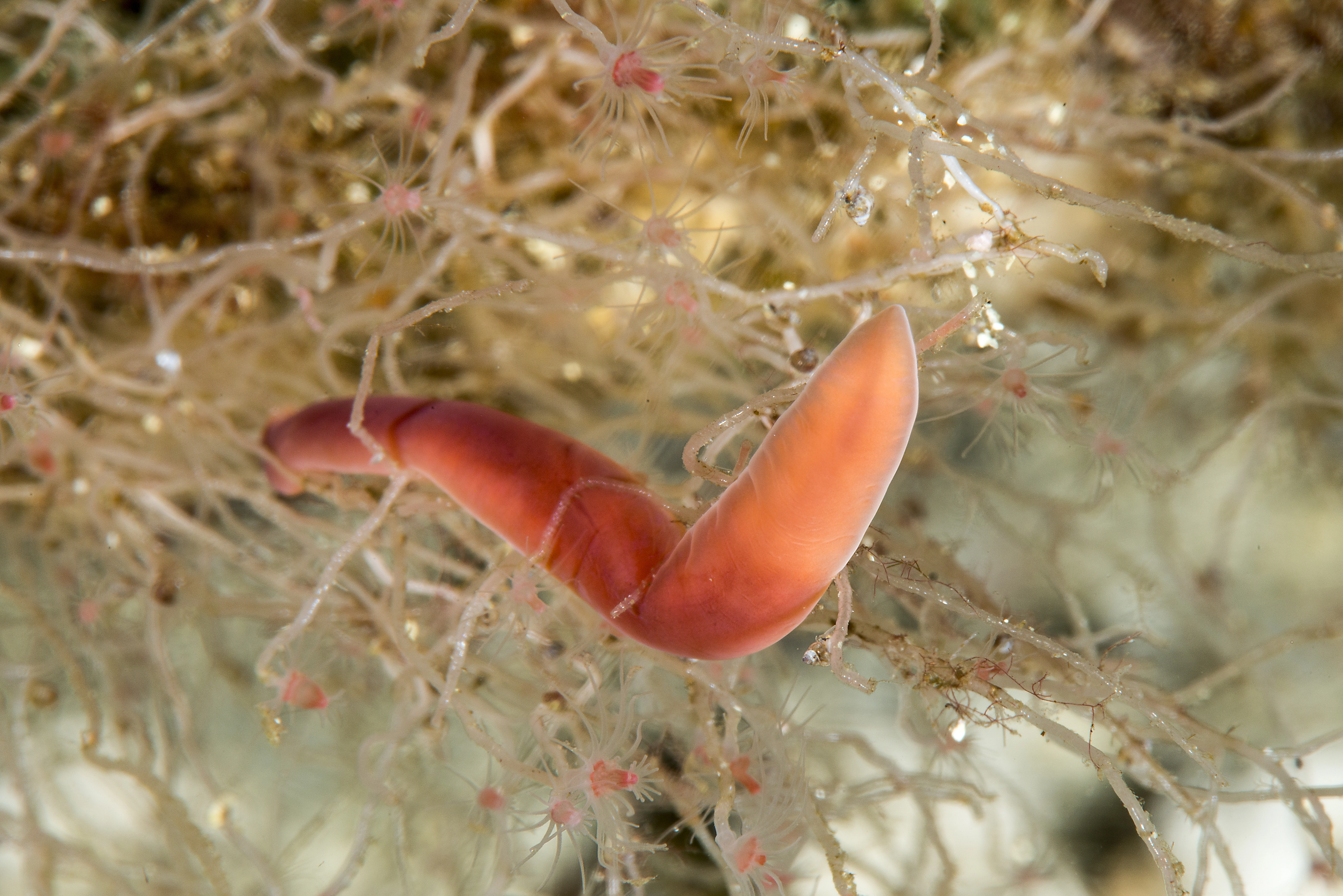 : Nipponnemertes pulchra.