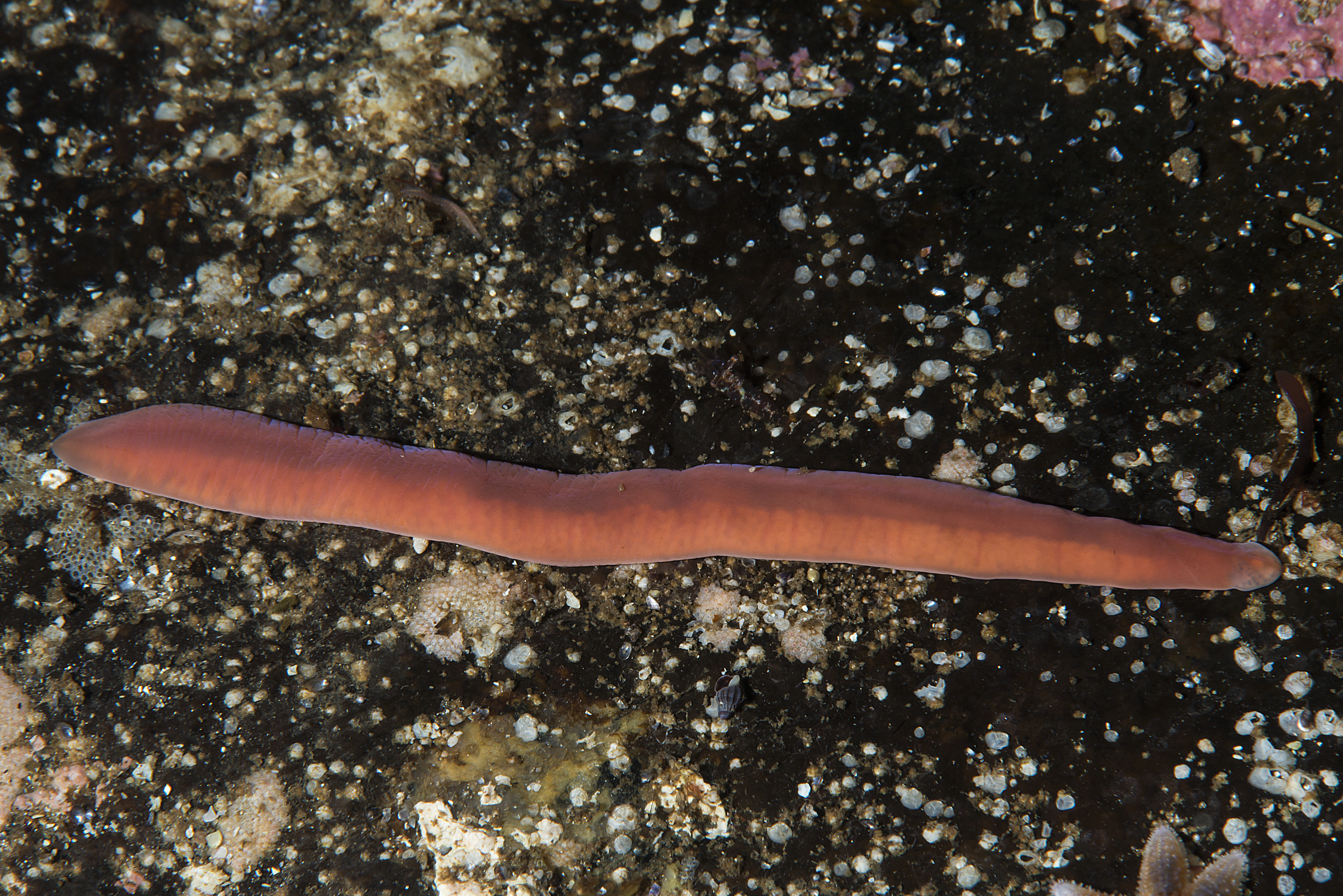 : Nipponnemertes pulchra.