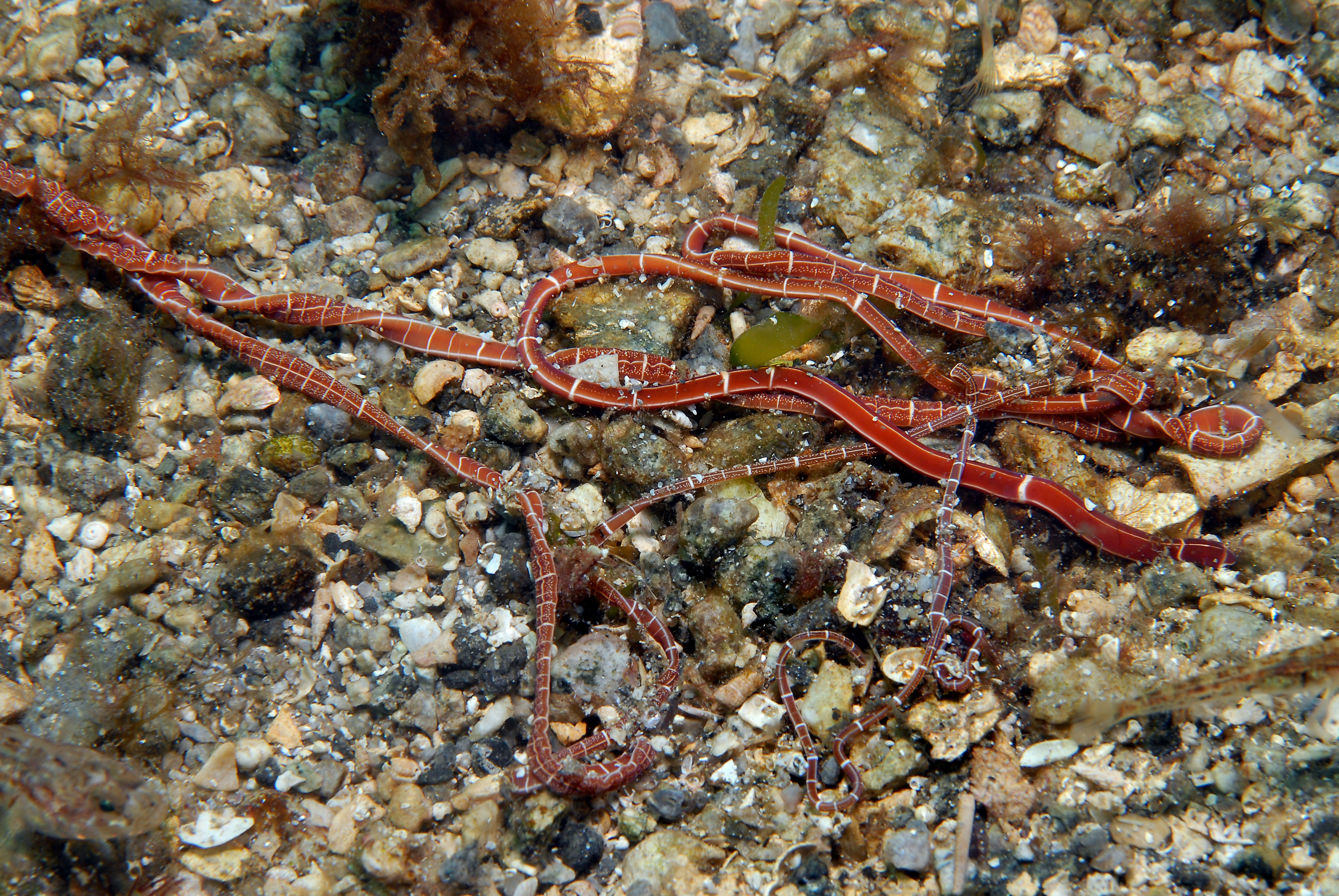 : Tubulanus annulatus.