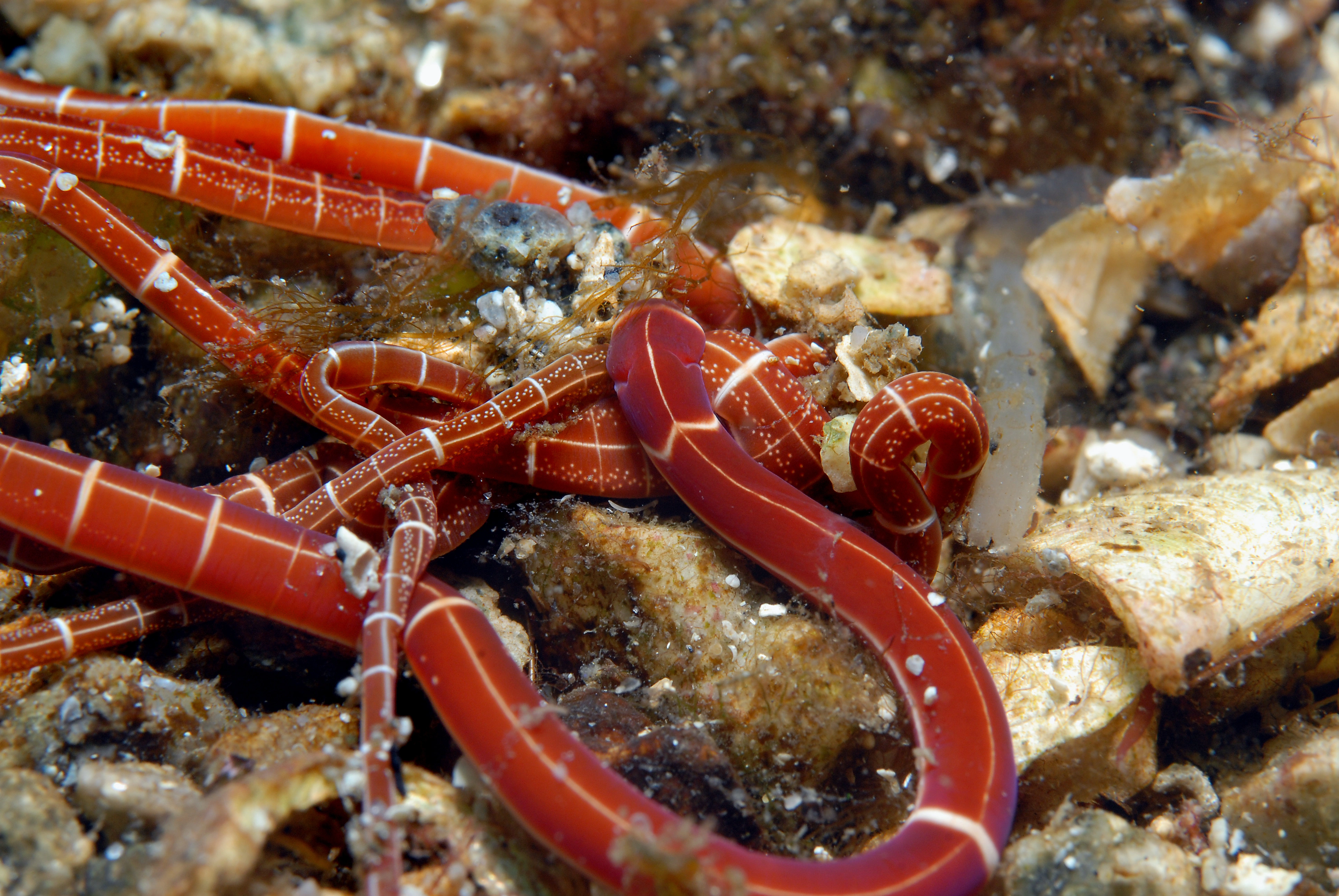 : Tubulanus annulatus.