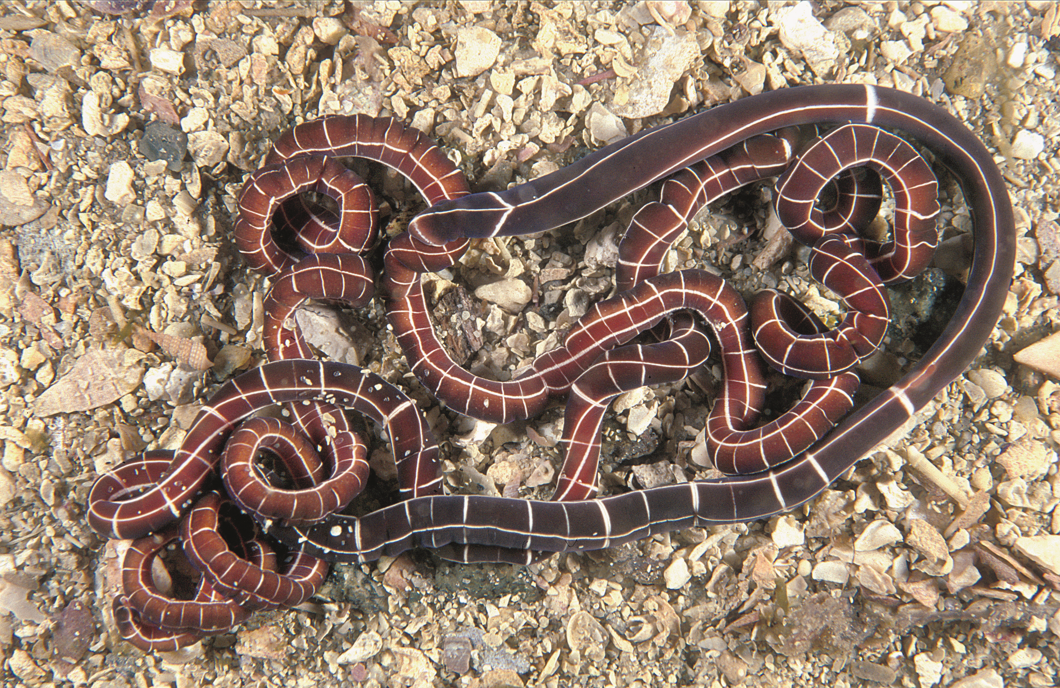 : Tubulanus annulatus.