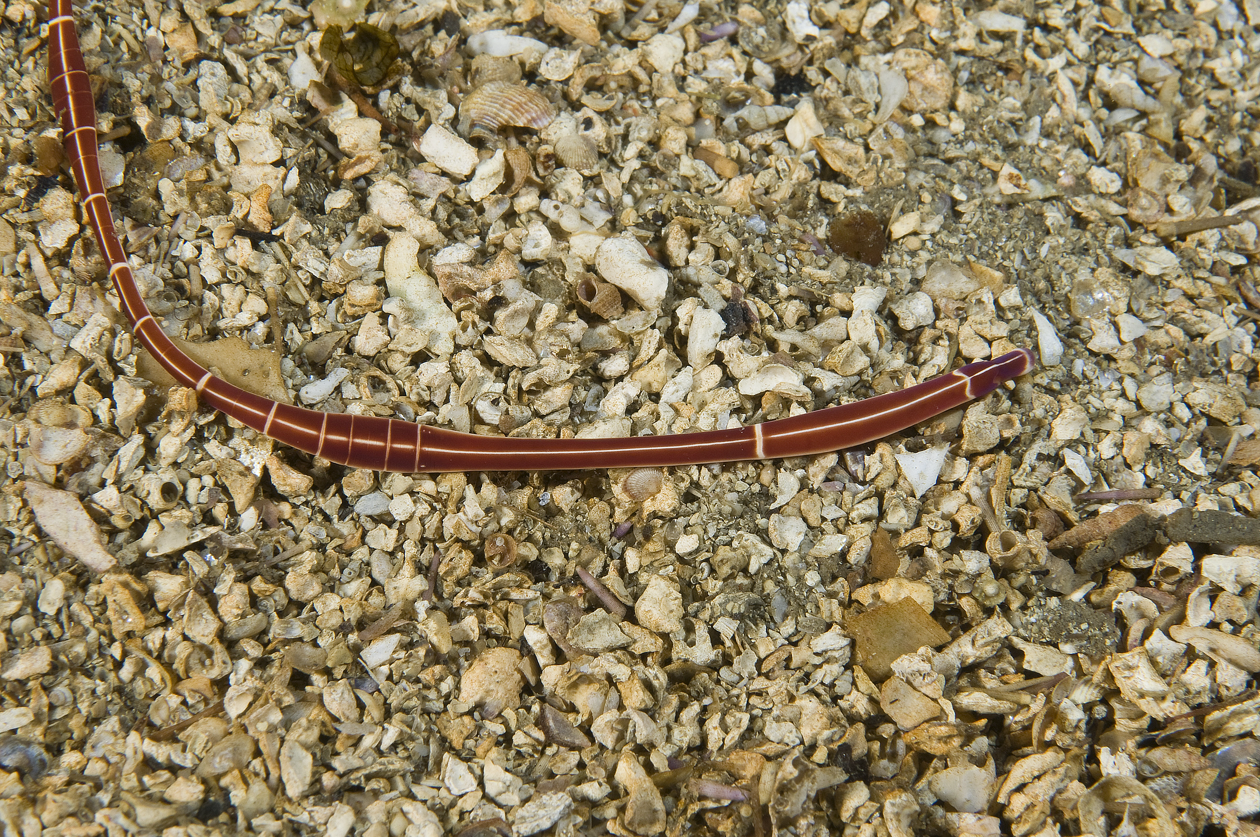 : Tubulanus annulatus.