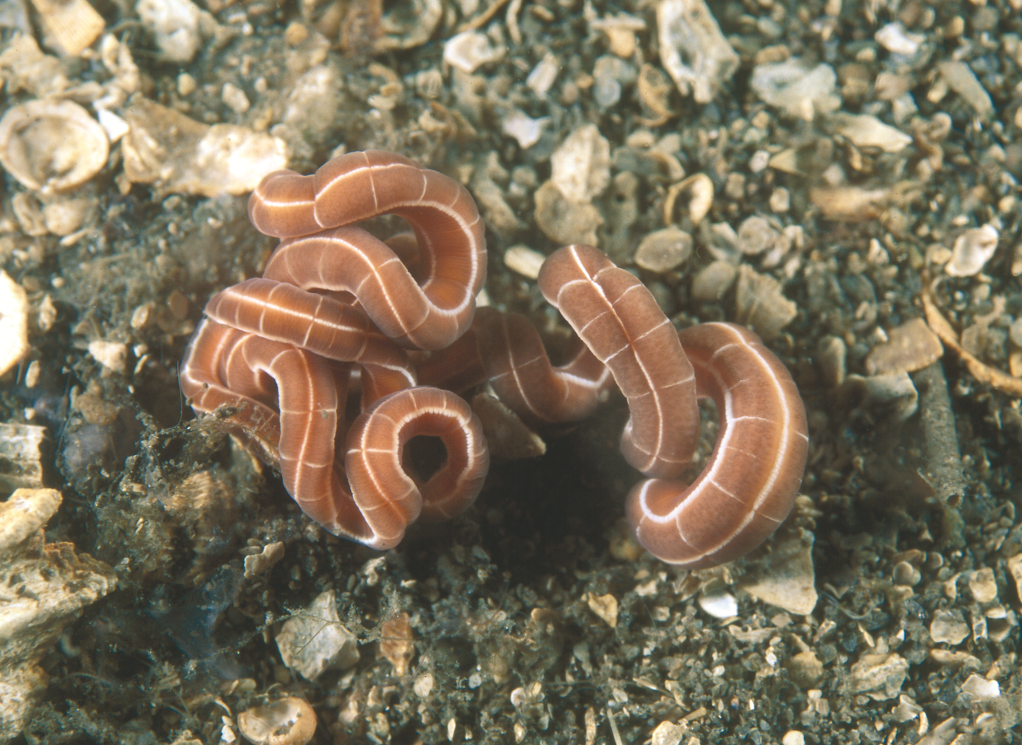 : Tubulanus superbus.