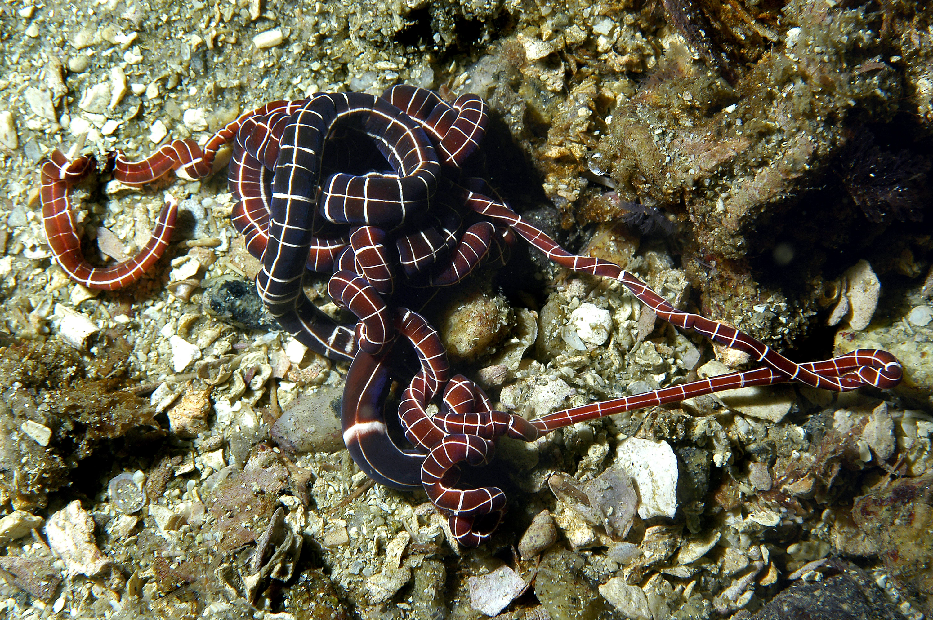 : Tubulanus superbus.