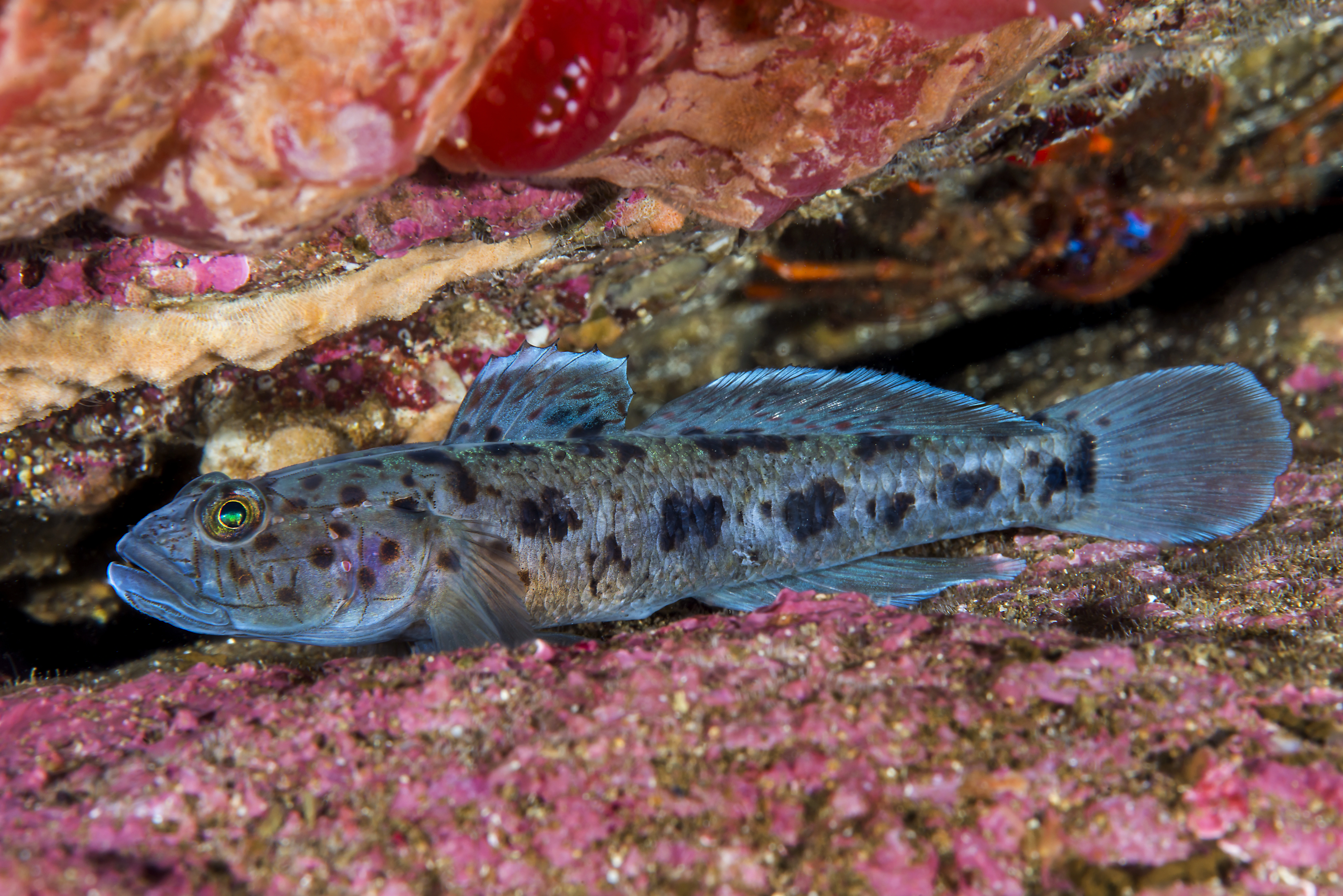 : Thorogobius ephippiatus.