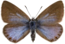 : Polyommatus amandus.