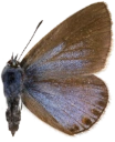 : Polyommatus amandus.