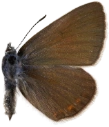 : Polyommatus amandus.