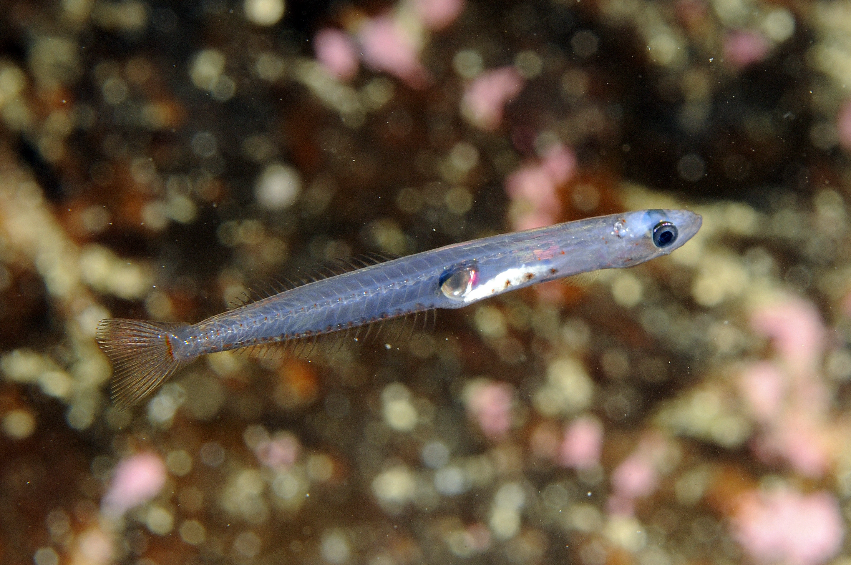 : Crystallogobius linearis.