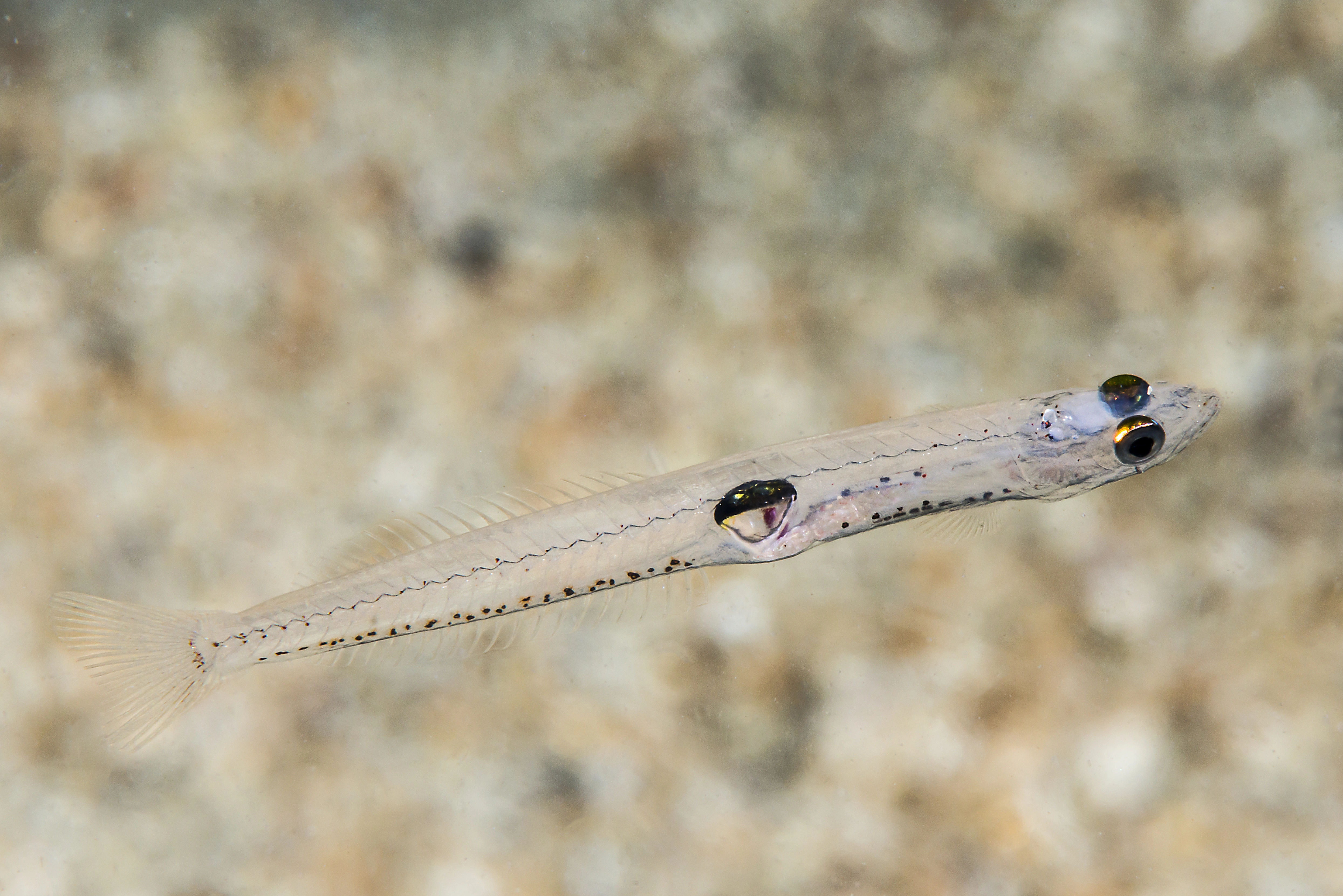 : Crystallogobius linearis.