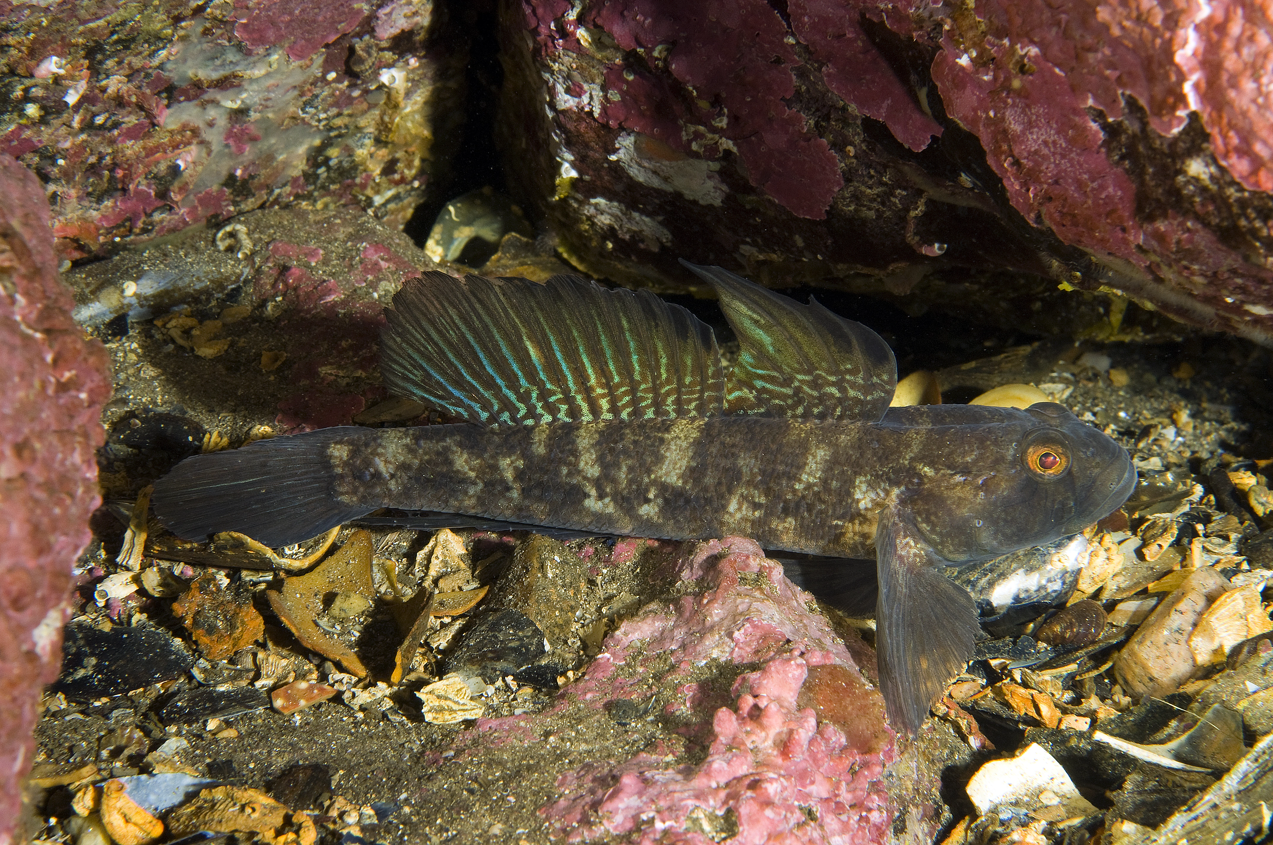 : Gobius niger.