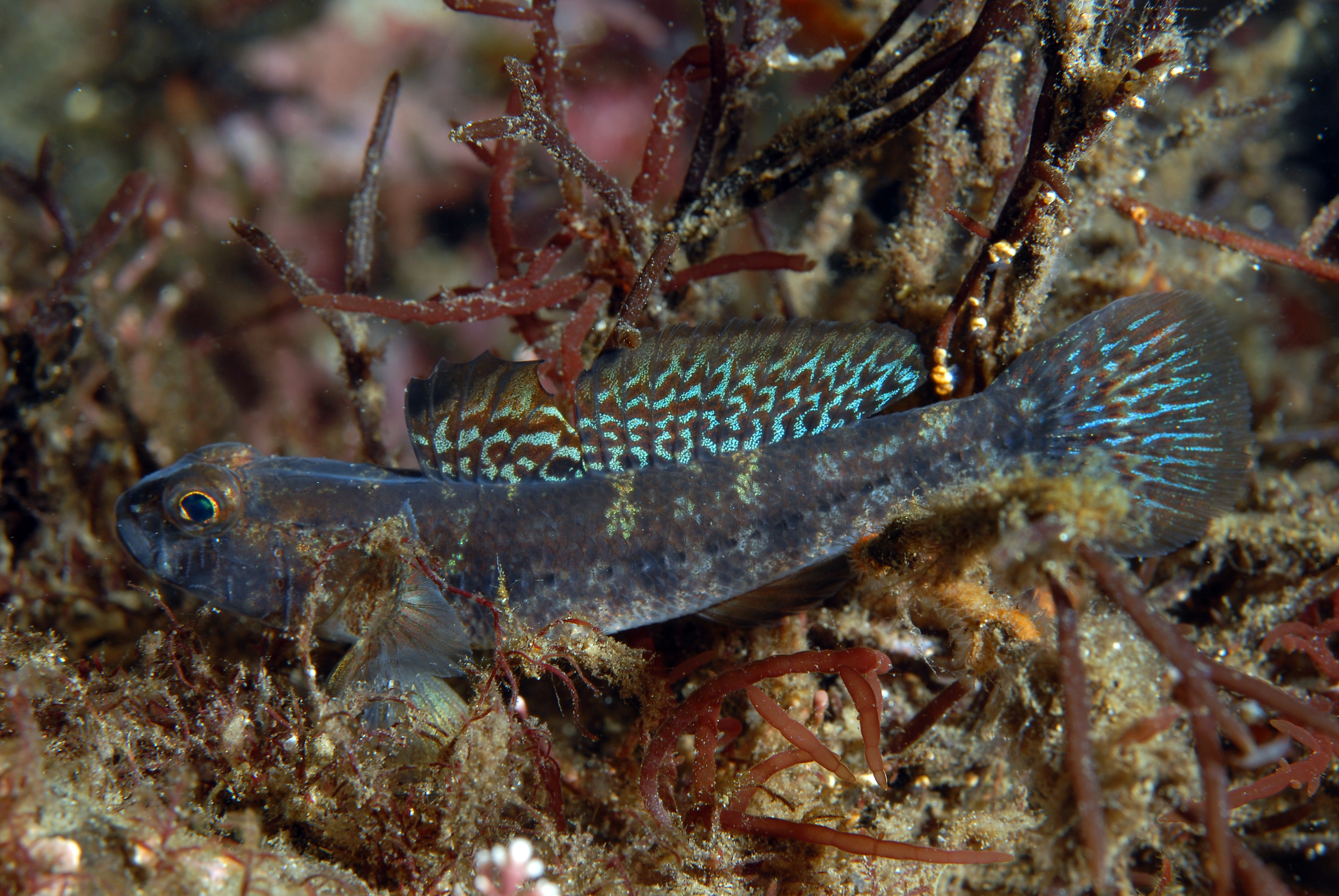 : Gobius niger.