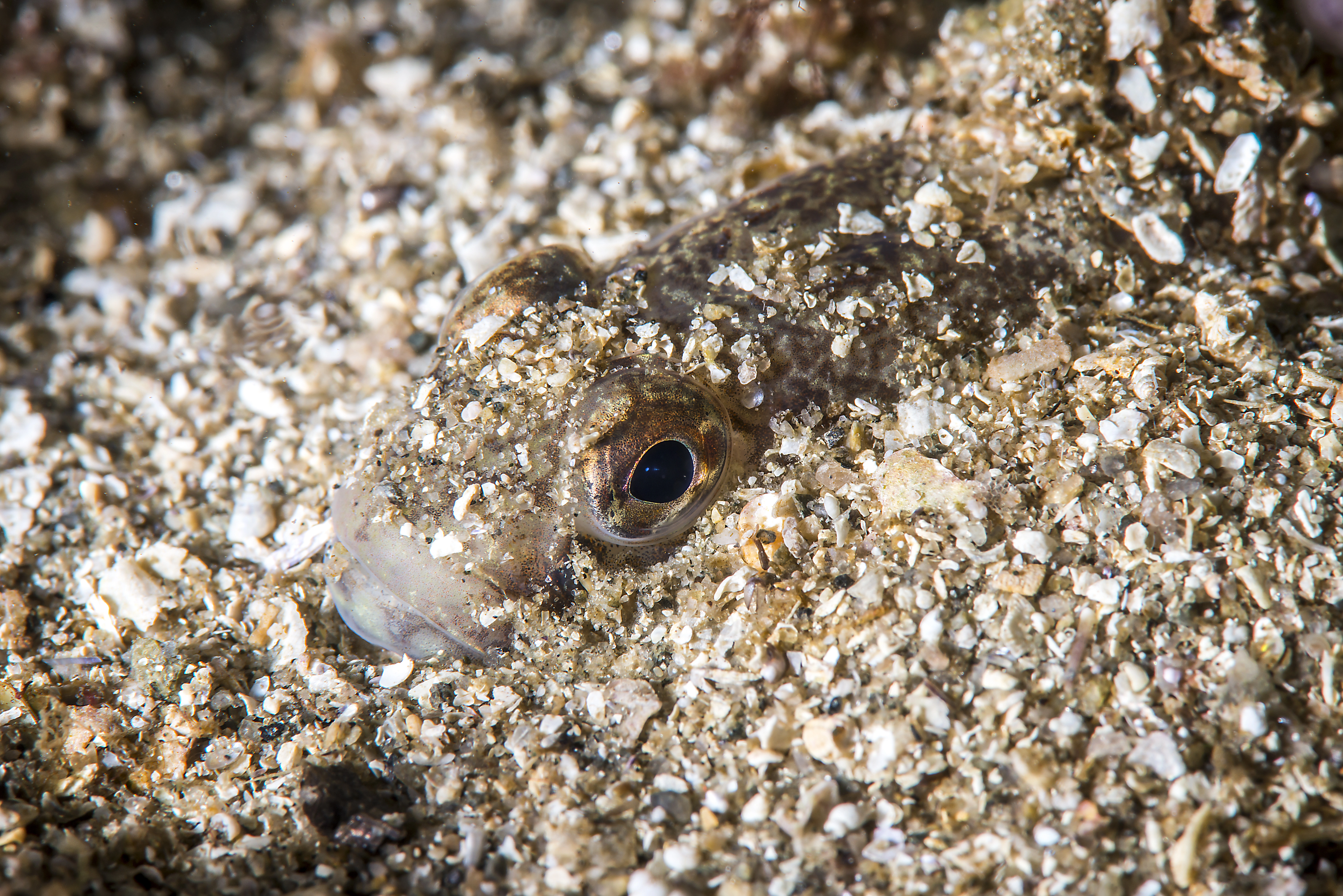 : Gobius niger.