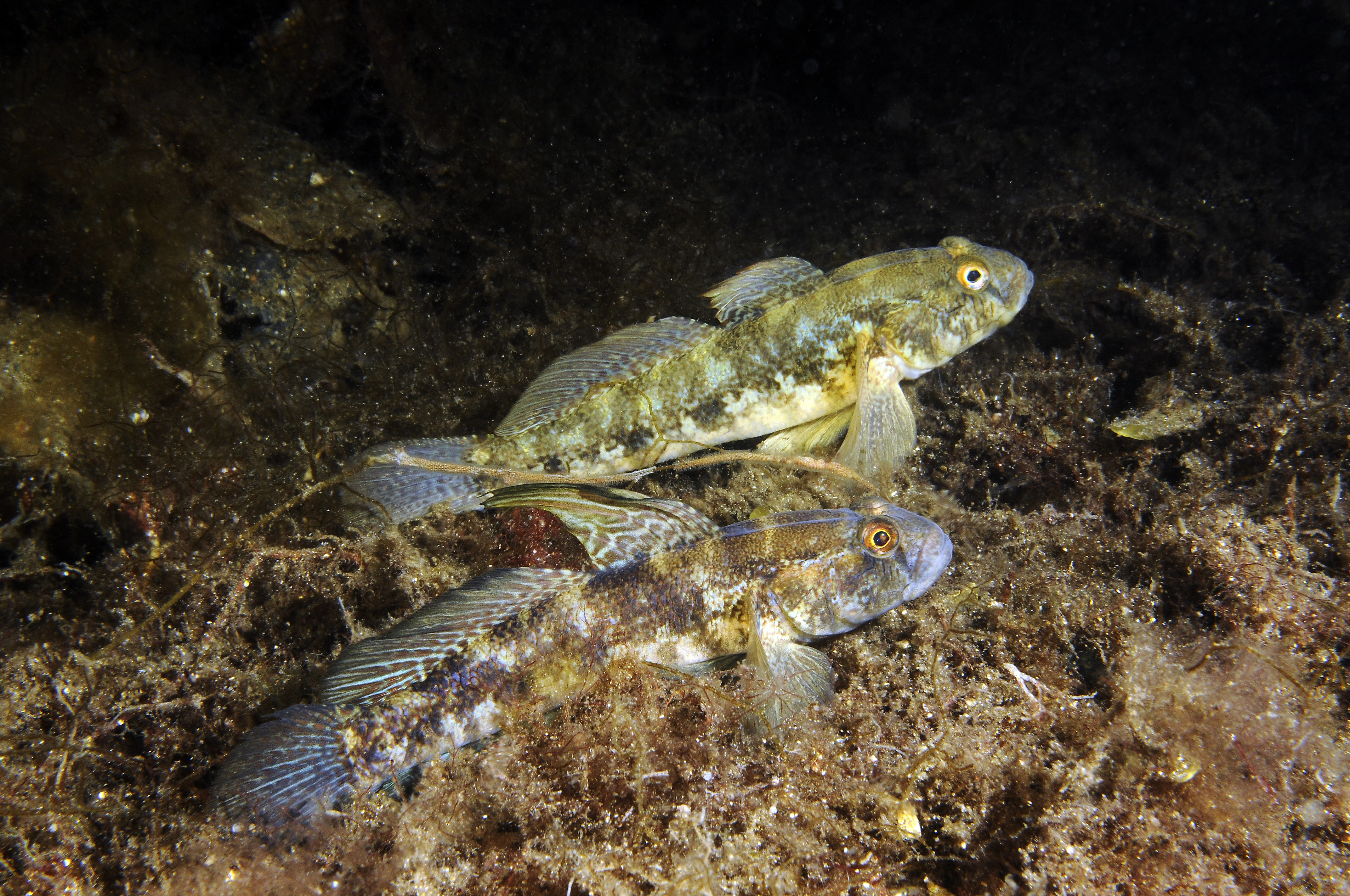 : Gobius niger.