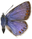 : Polyommatus icarus.