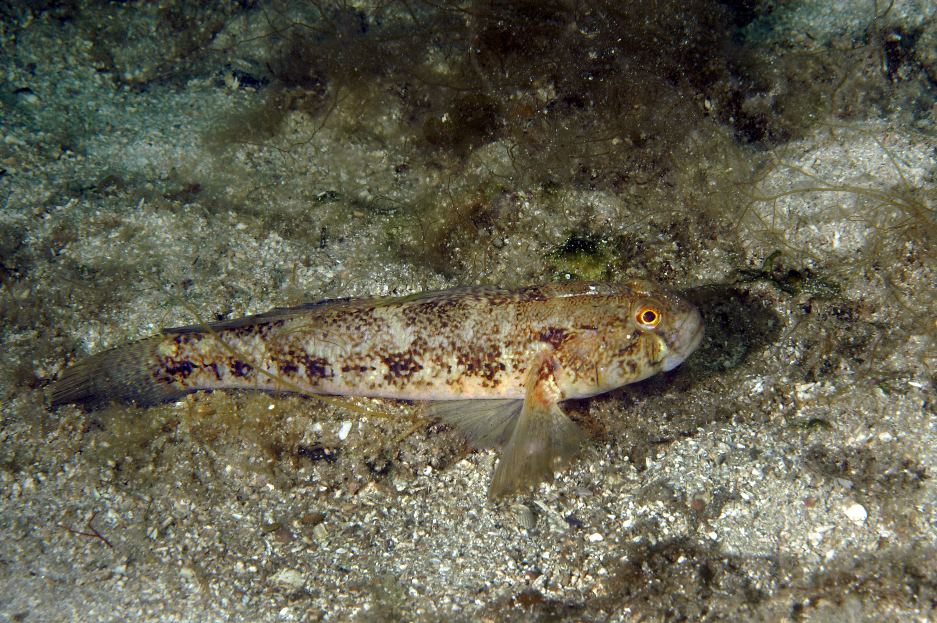 : Gobius niger.