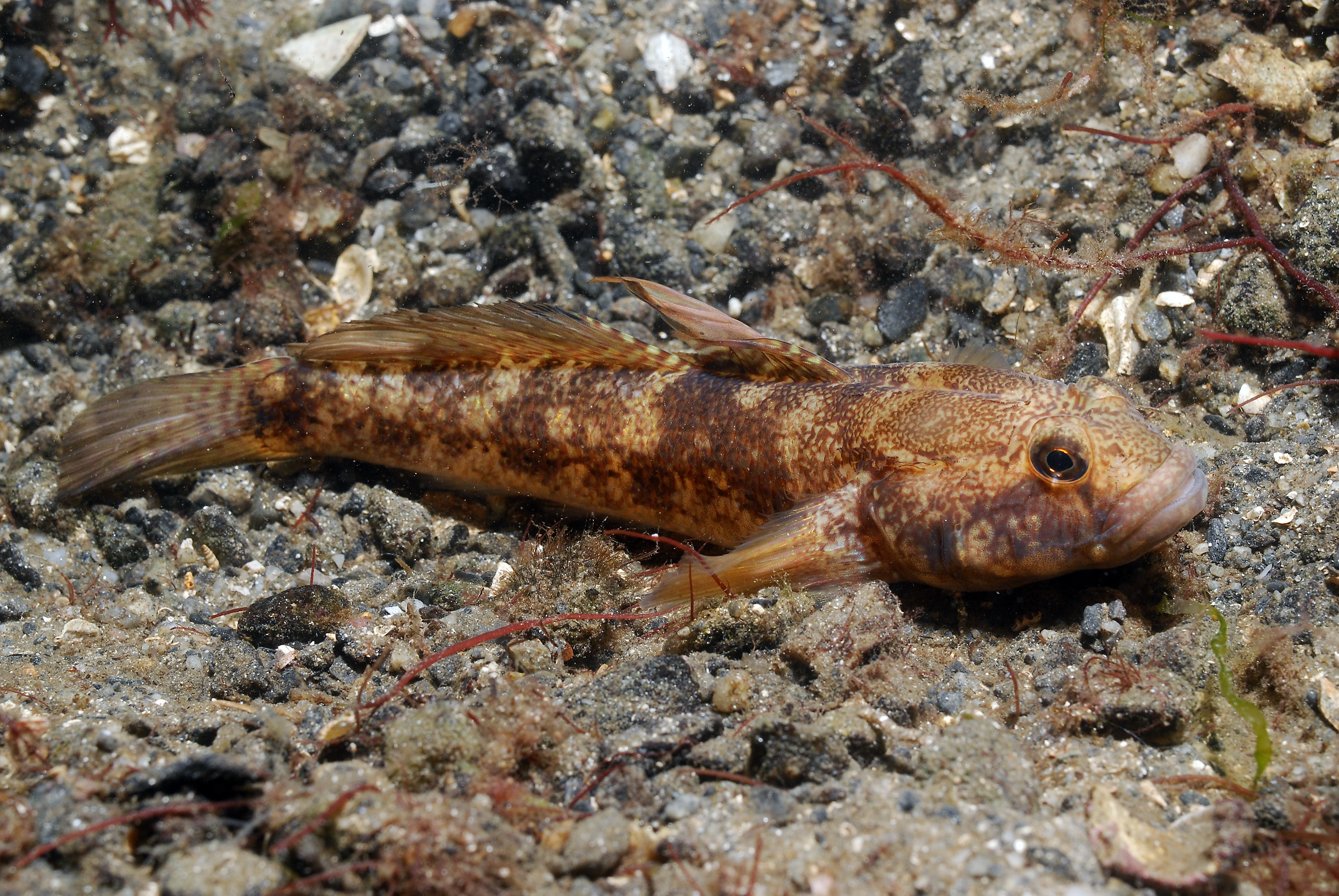 : Gobius niger.