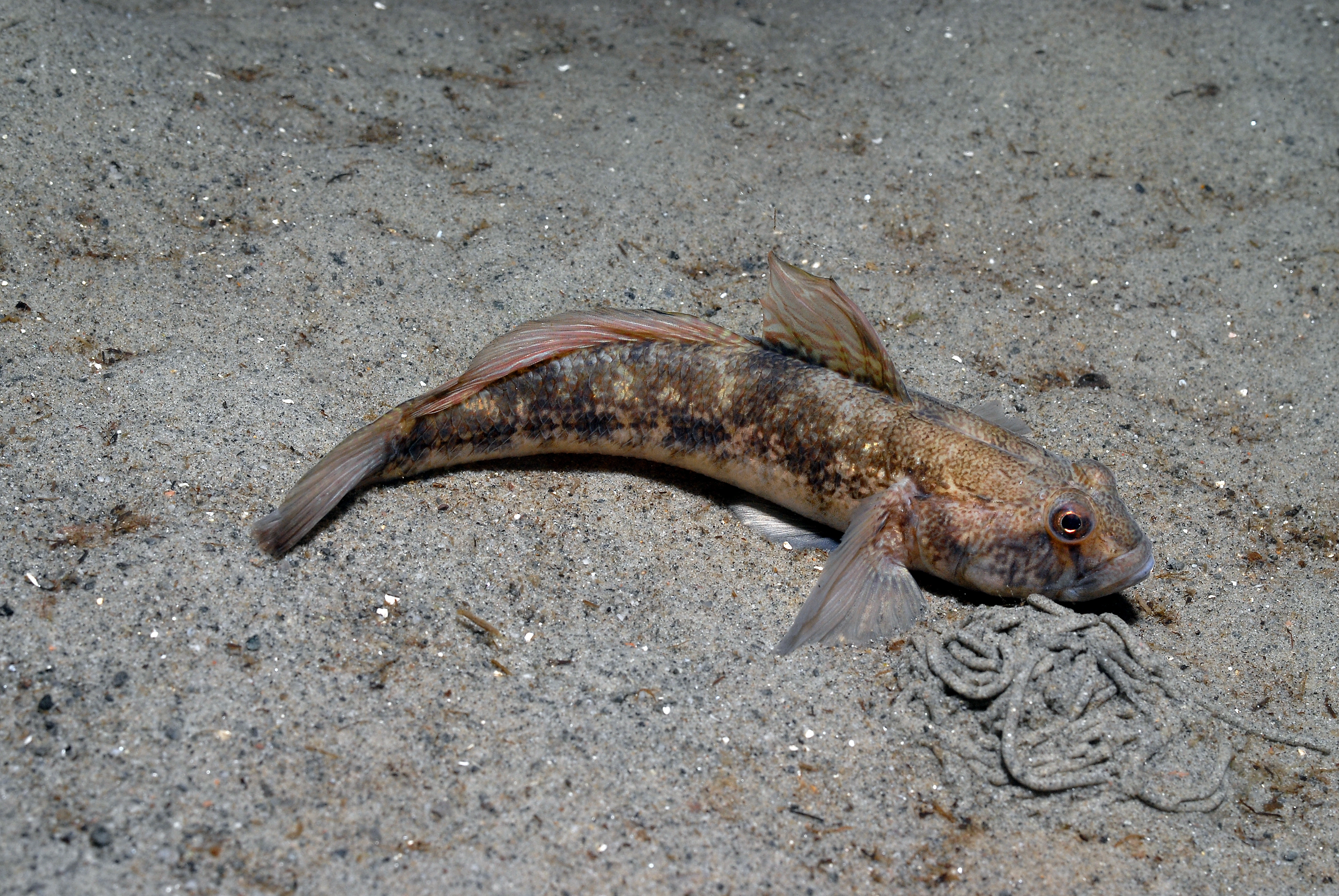 : Gobius niger.