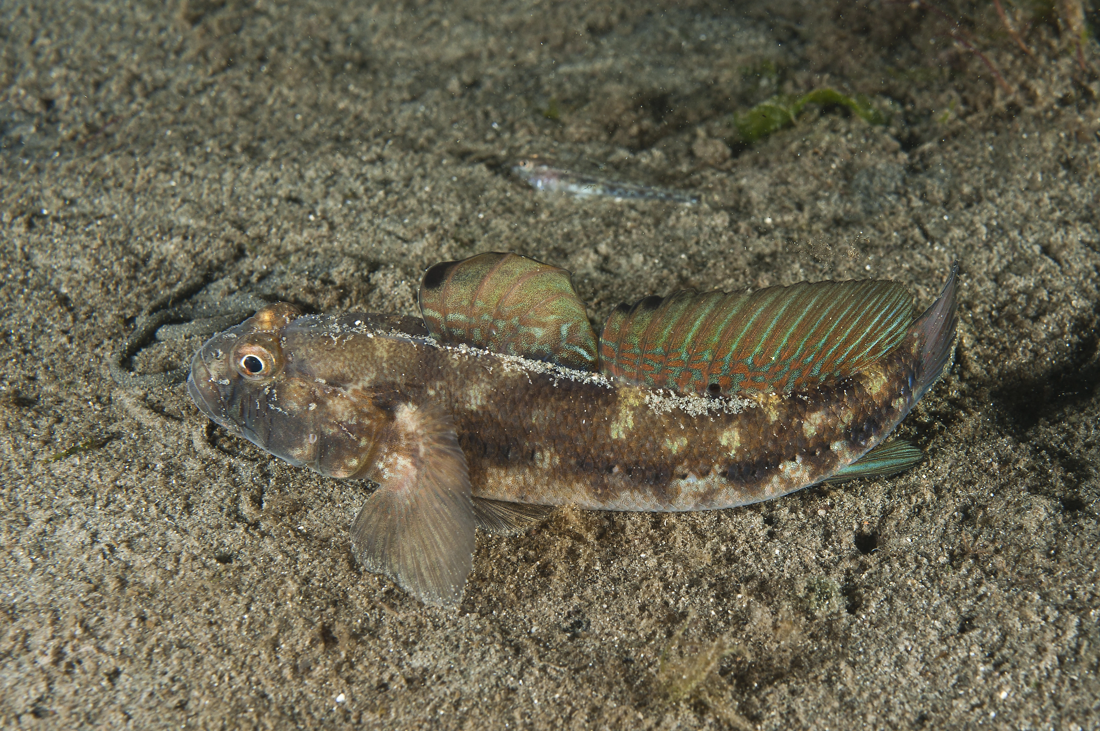 : Gobius niger.