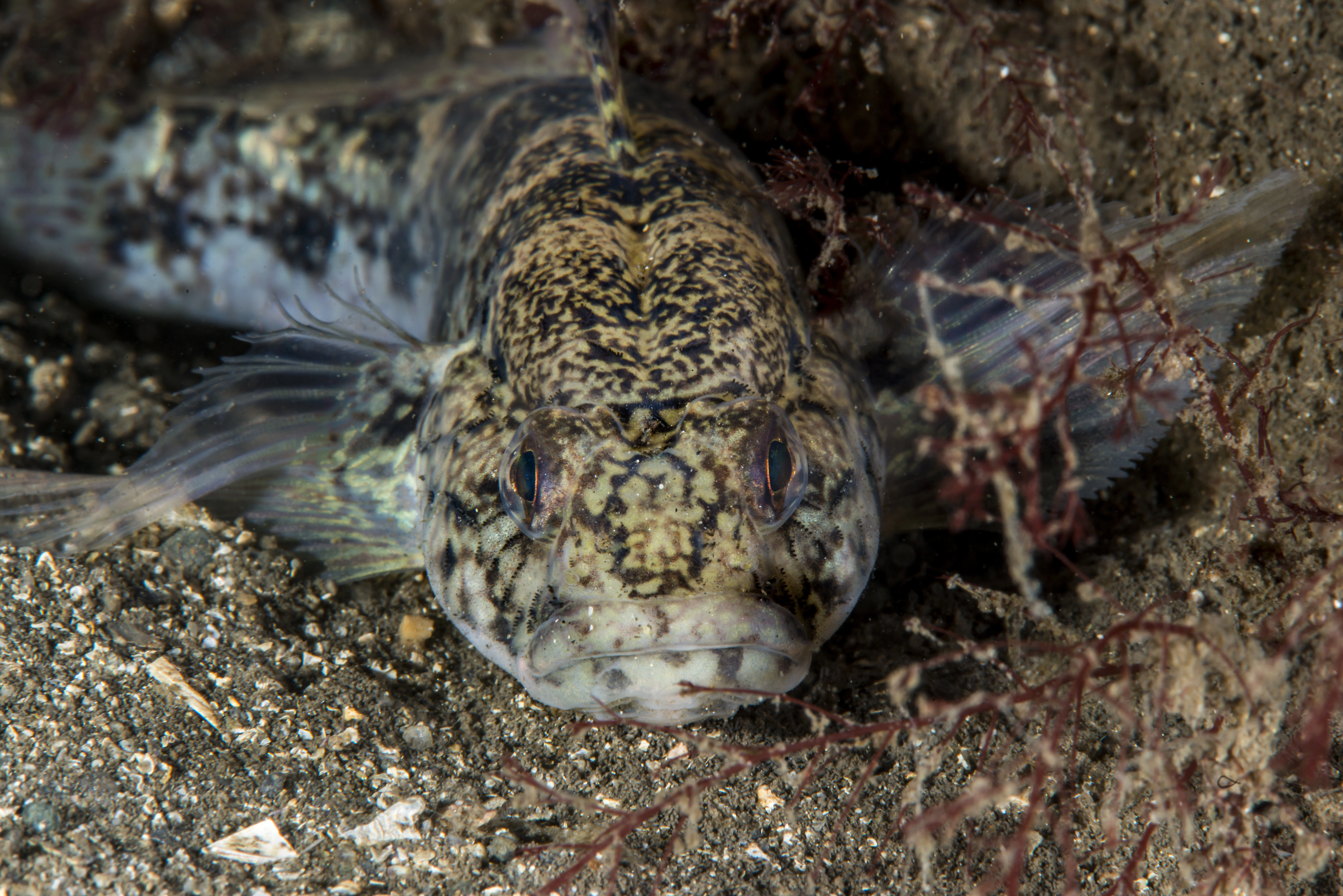 : Gobius niger.