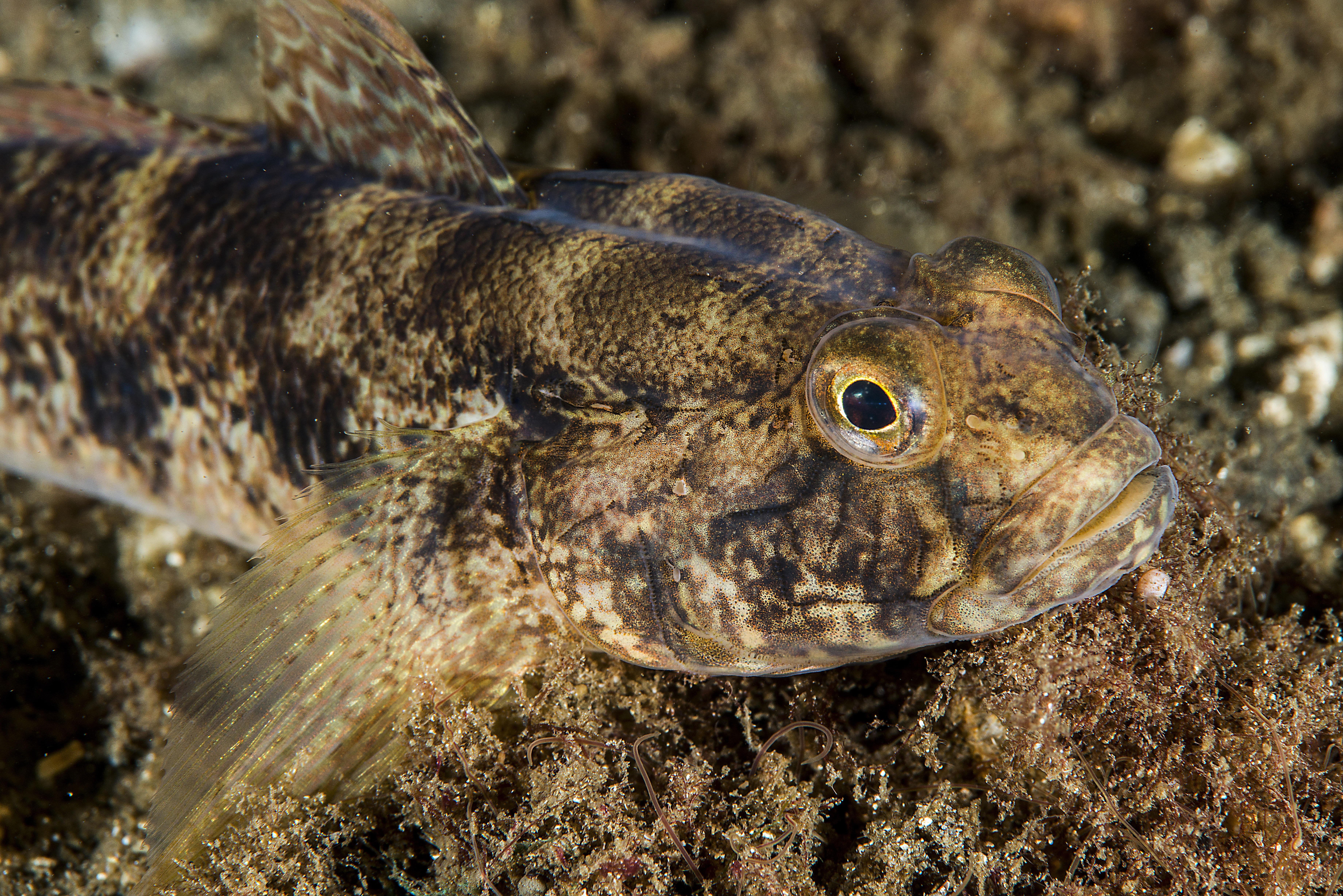 : Gobius niger.