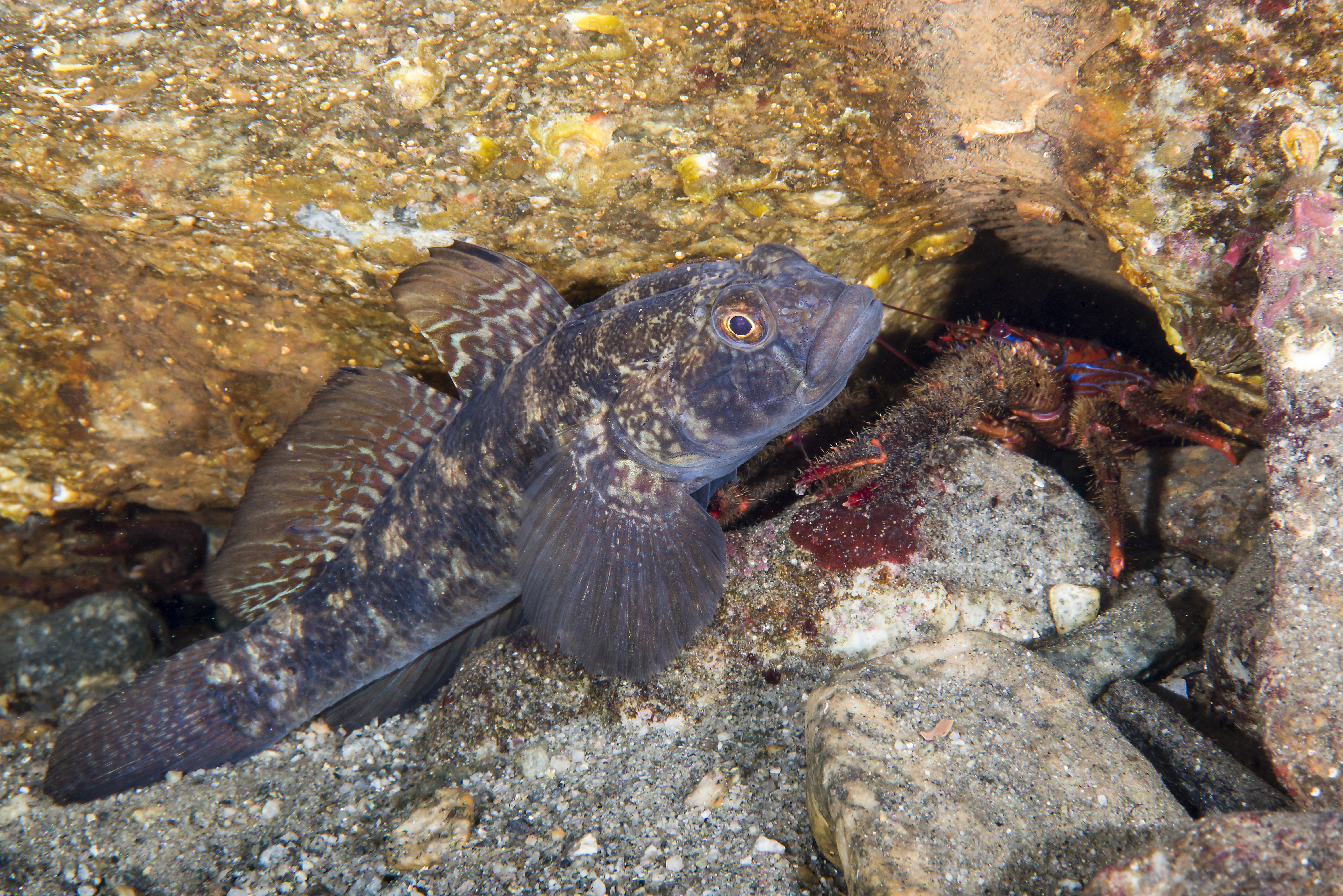 : Gobius niger.