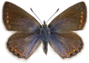 : Polyommatus icarus.