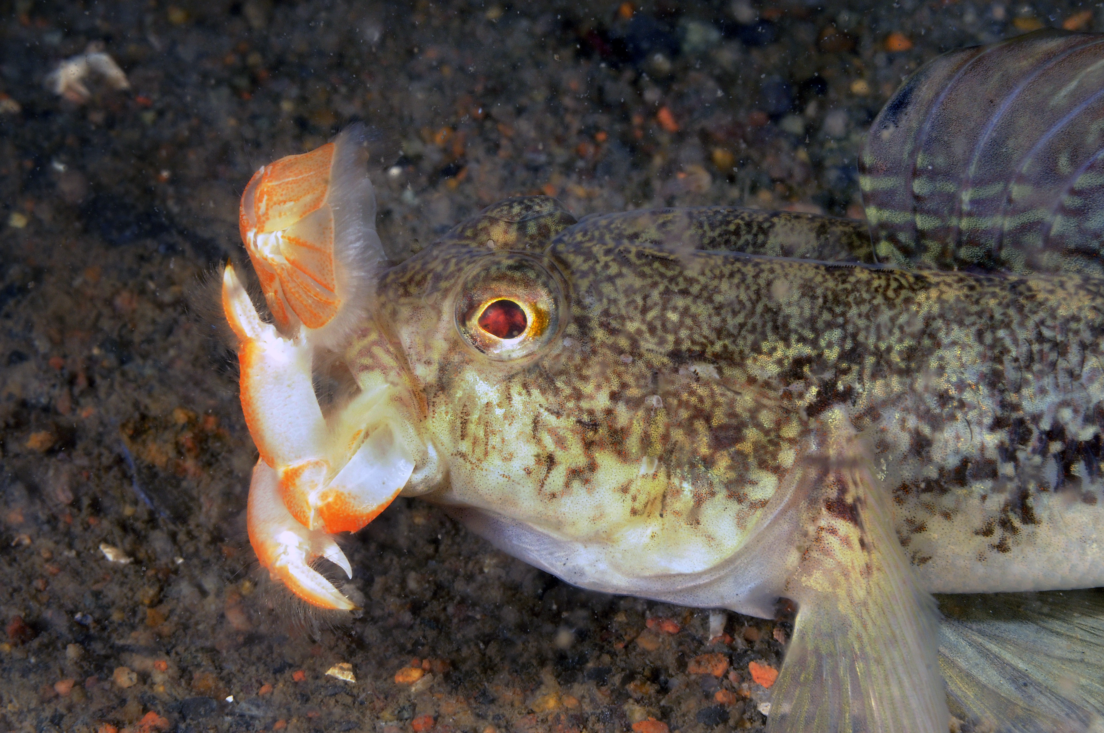 : Gobius niger.