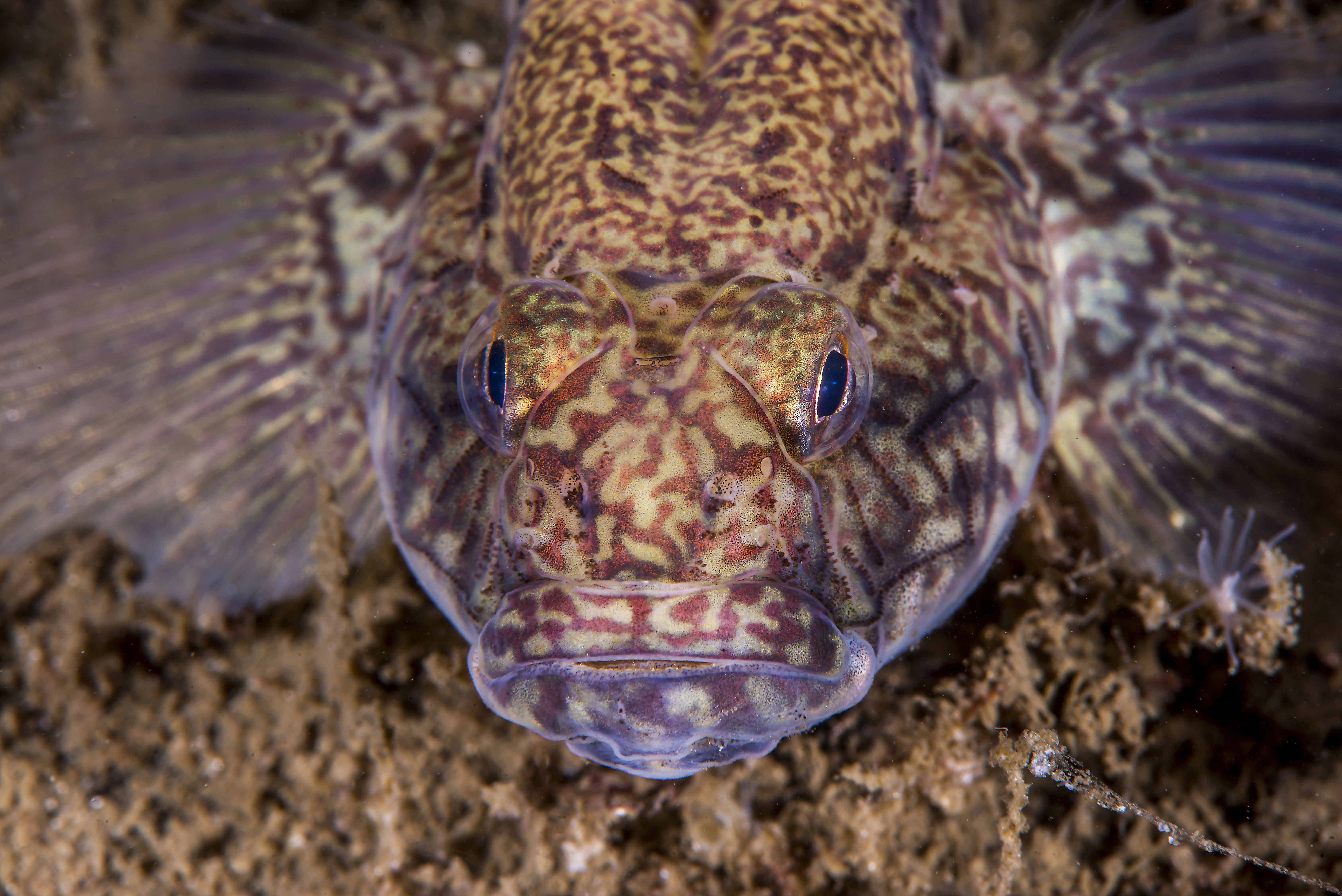 : Gobius niger.