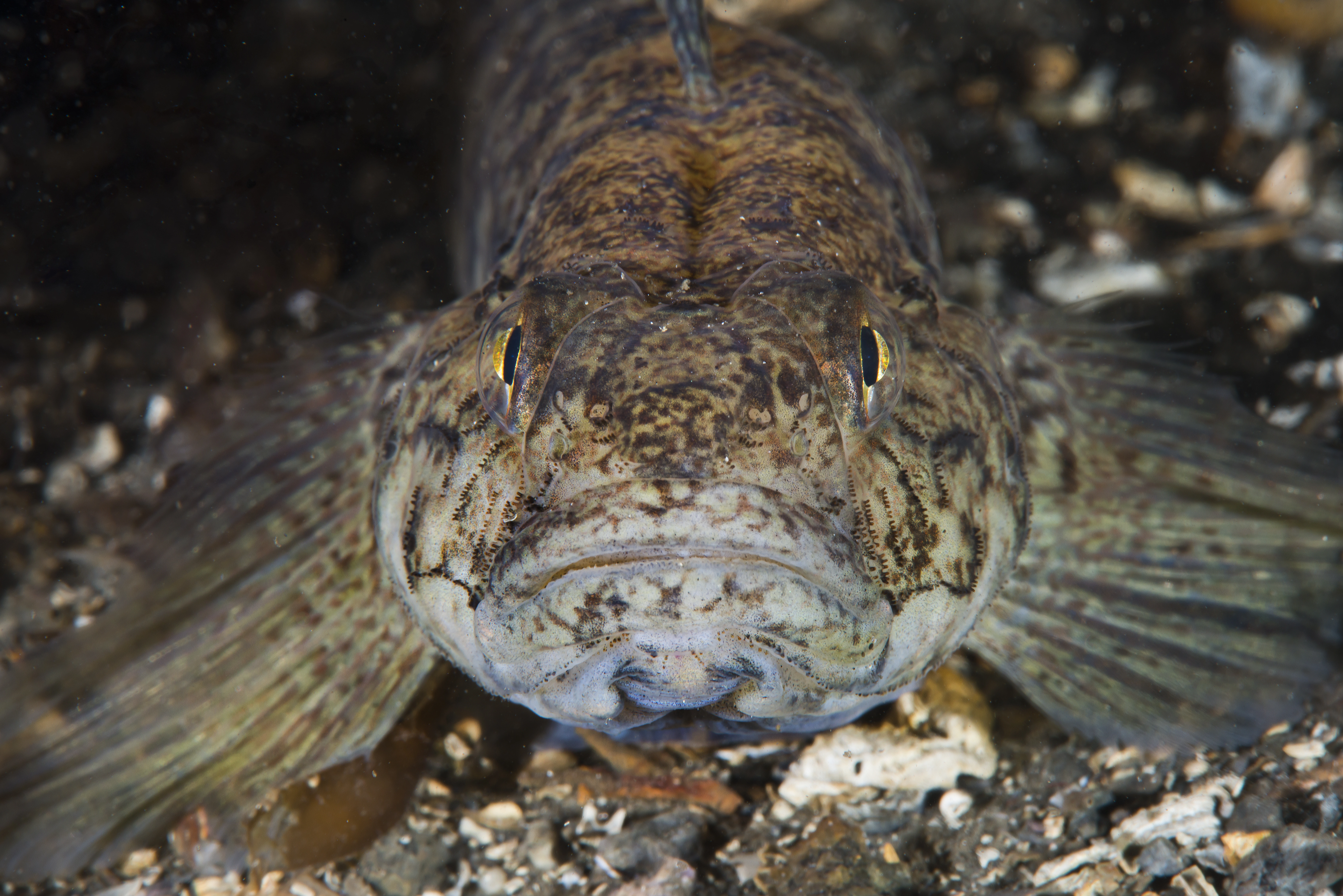 : Gobius niger.