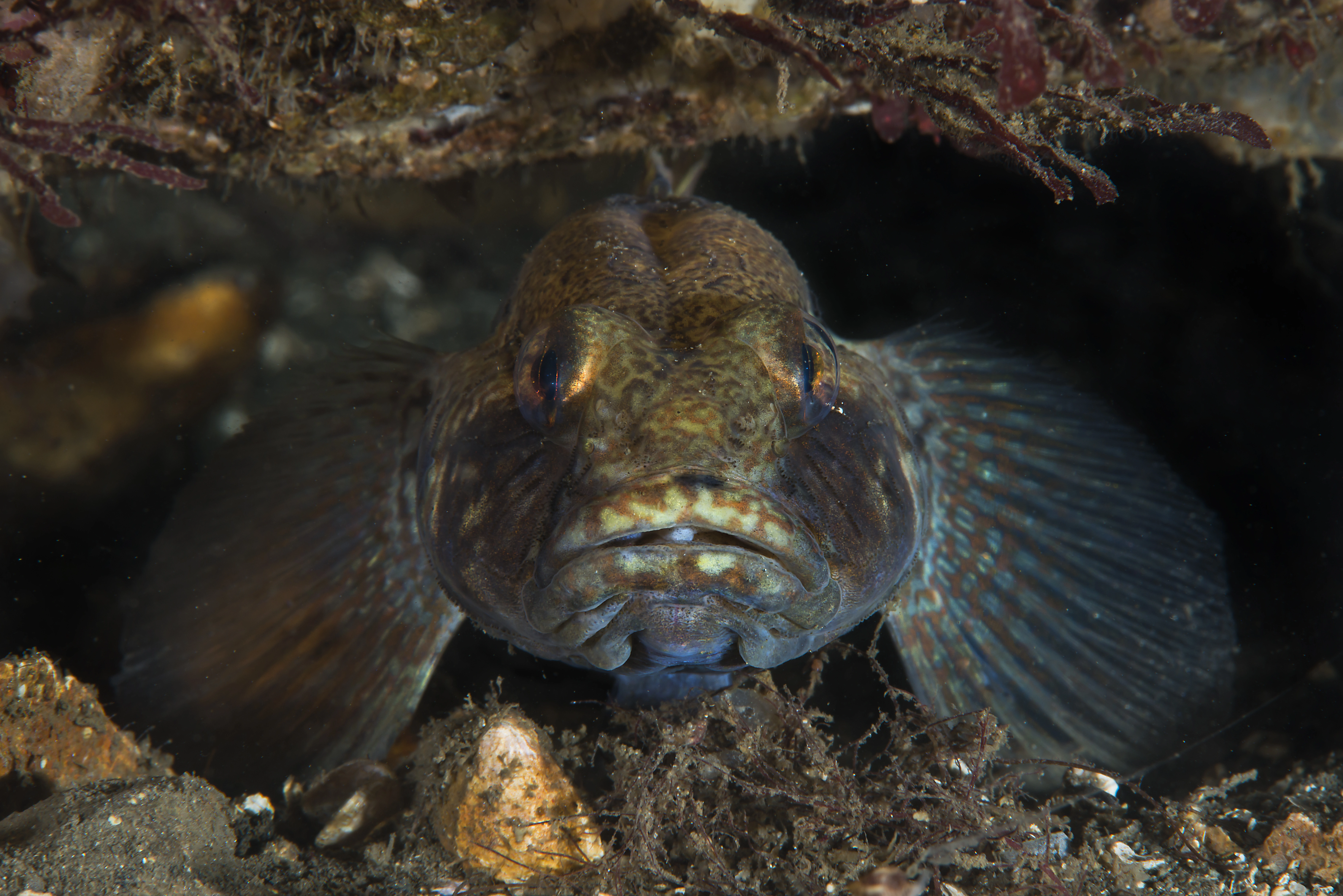 : Gobius niger.