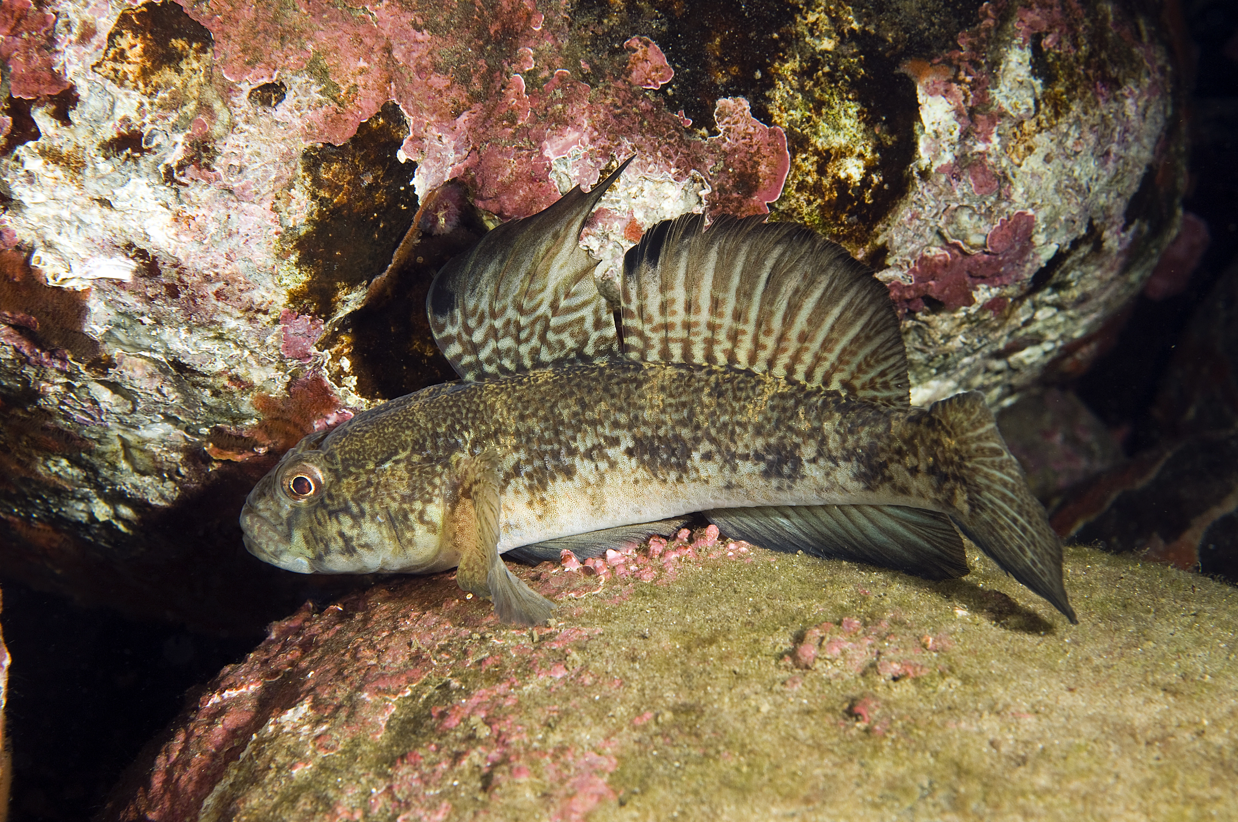 : Gobius niger.