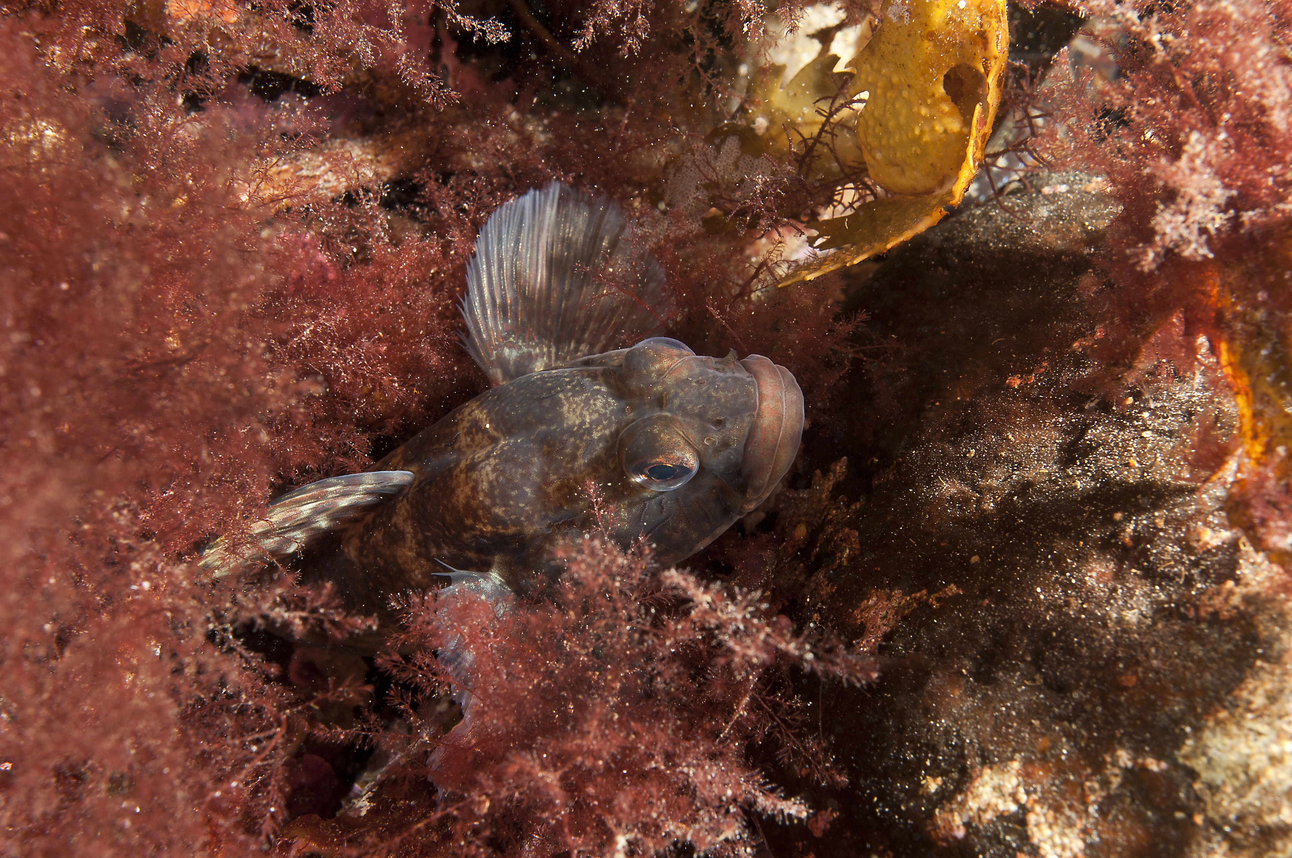 : Gobius niger.