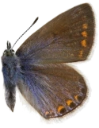 : Polyommatus icarus.