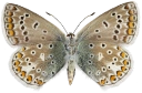 : Polyommatus icarus.