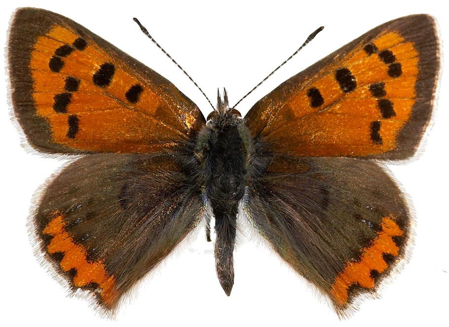 : Lycaena phlaeas.