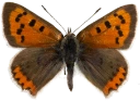 : Lycaena phlaeas.