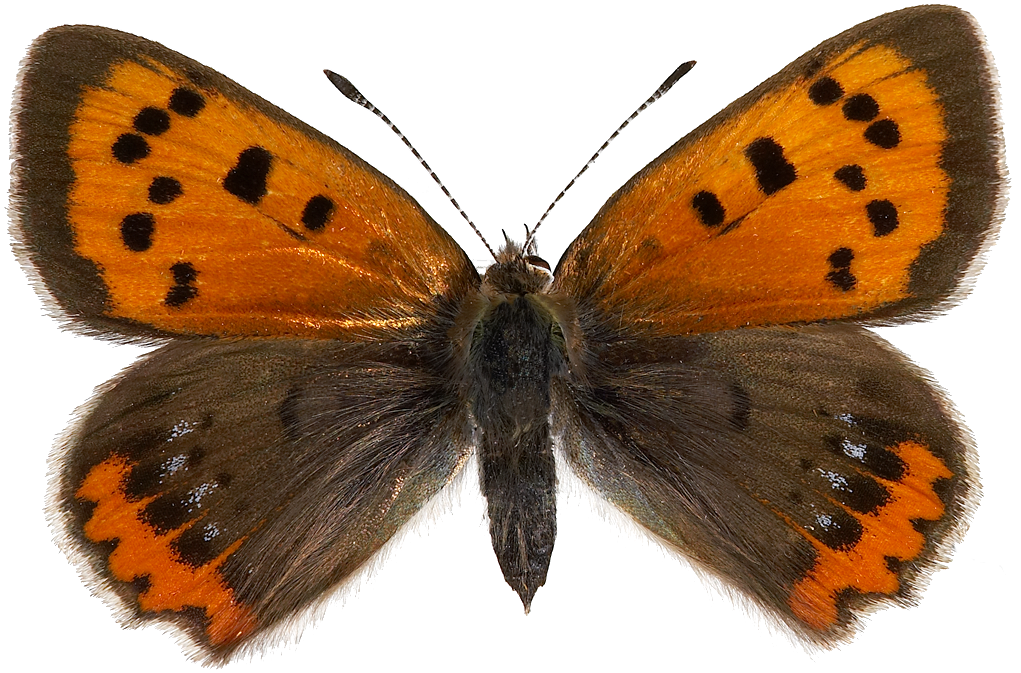 : Lycaena phlaeas.