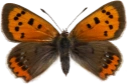 : Lycaena phlaeas.